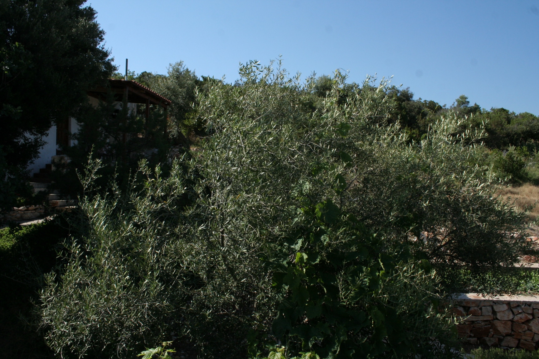 Two bedroom apartment near beach Cove Zarace (Gdinj), Hvar  A-a
