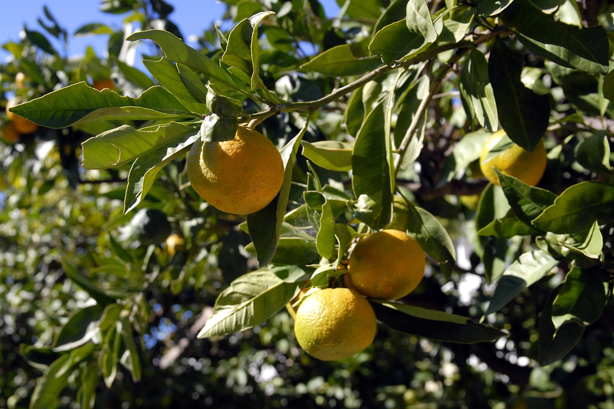 One bedroom apartment with balcony Jelsa, Hvar (A-4602-b)