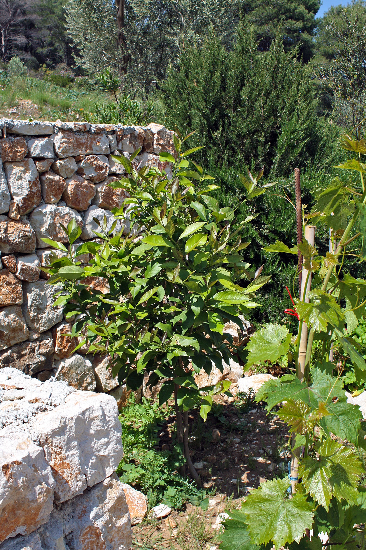 Enosobni apartma Z balkonom Zaliv Saplunara, Mljet  A-a