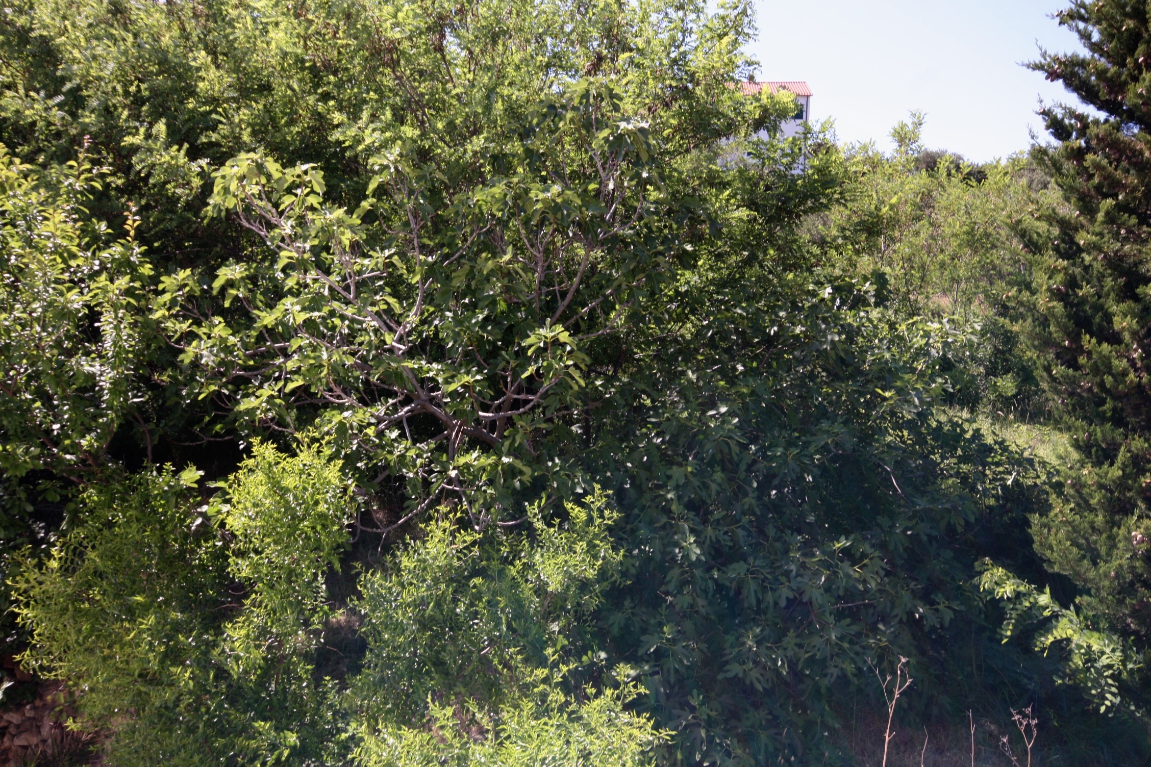 Top Rab Palit Top Rab Palit