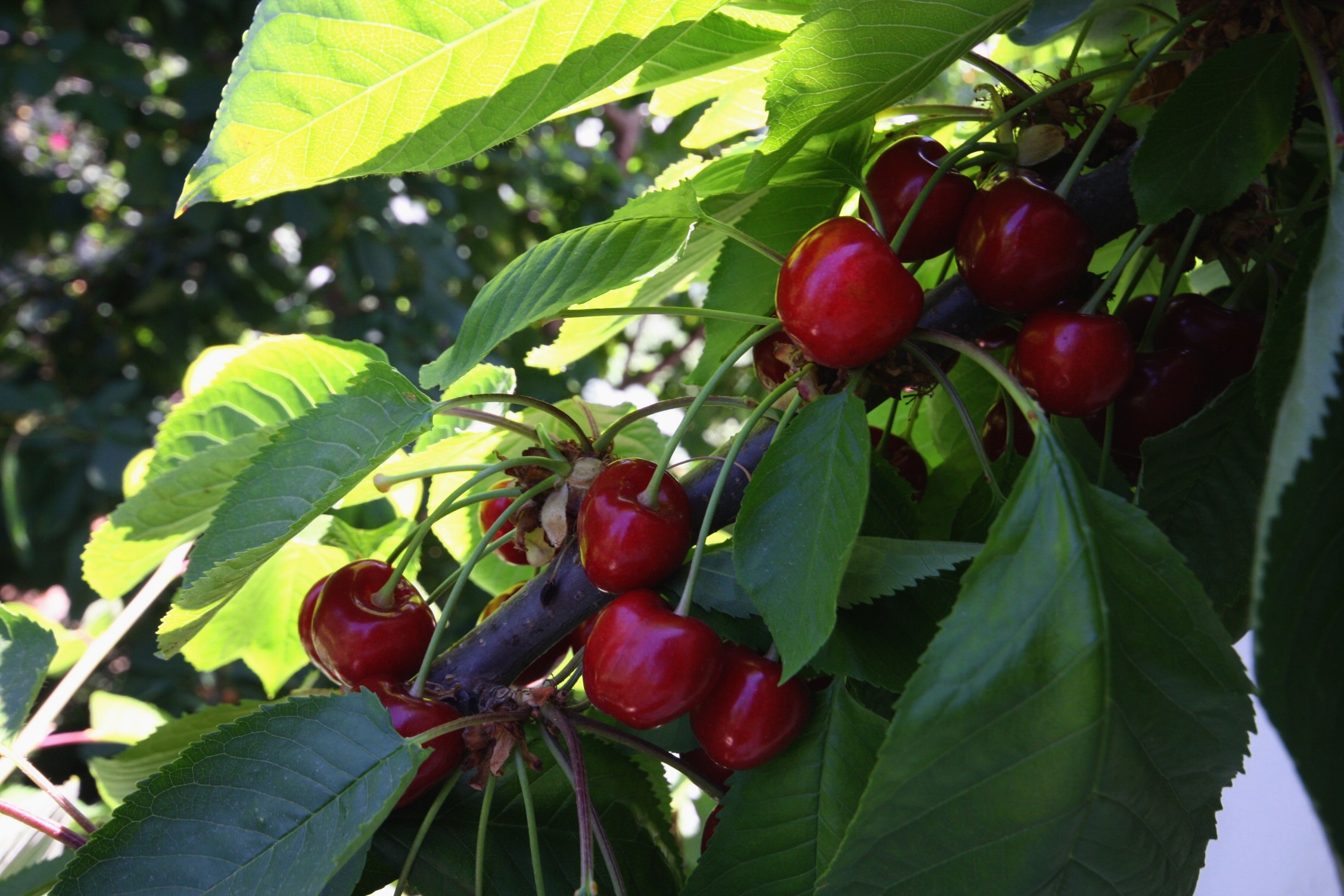 Top Rab Palit Top Rab Palit