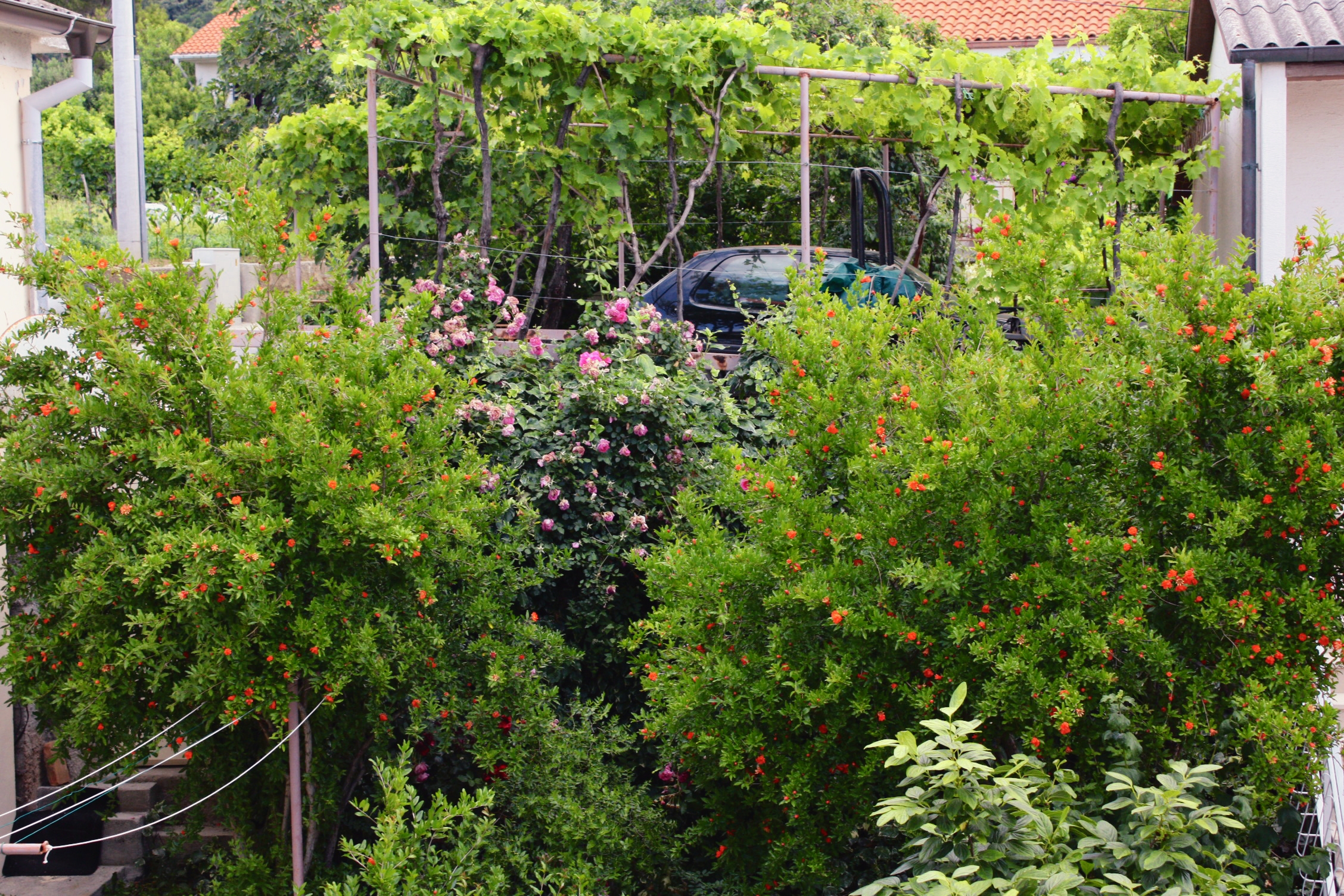 Top Rab Barbat Top Rab Barbat