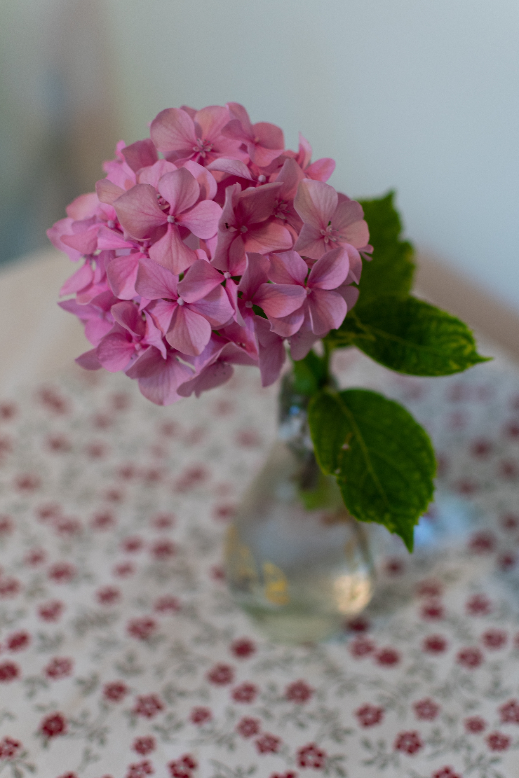 Top Rab Barbat Top Rab Barbat