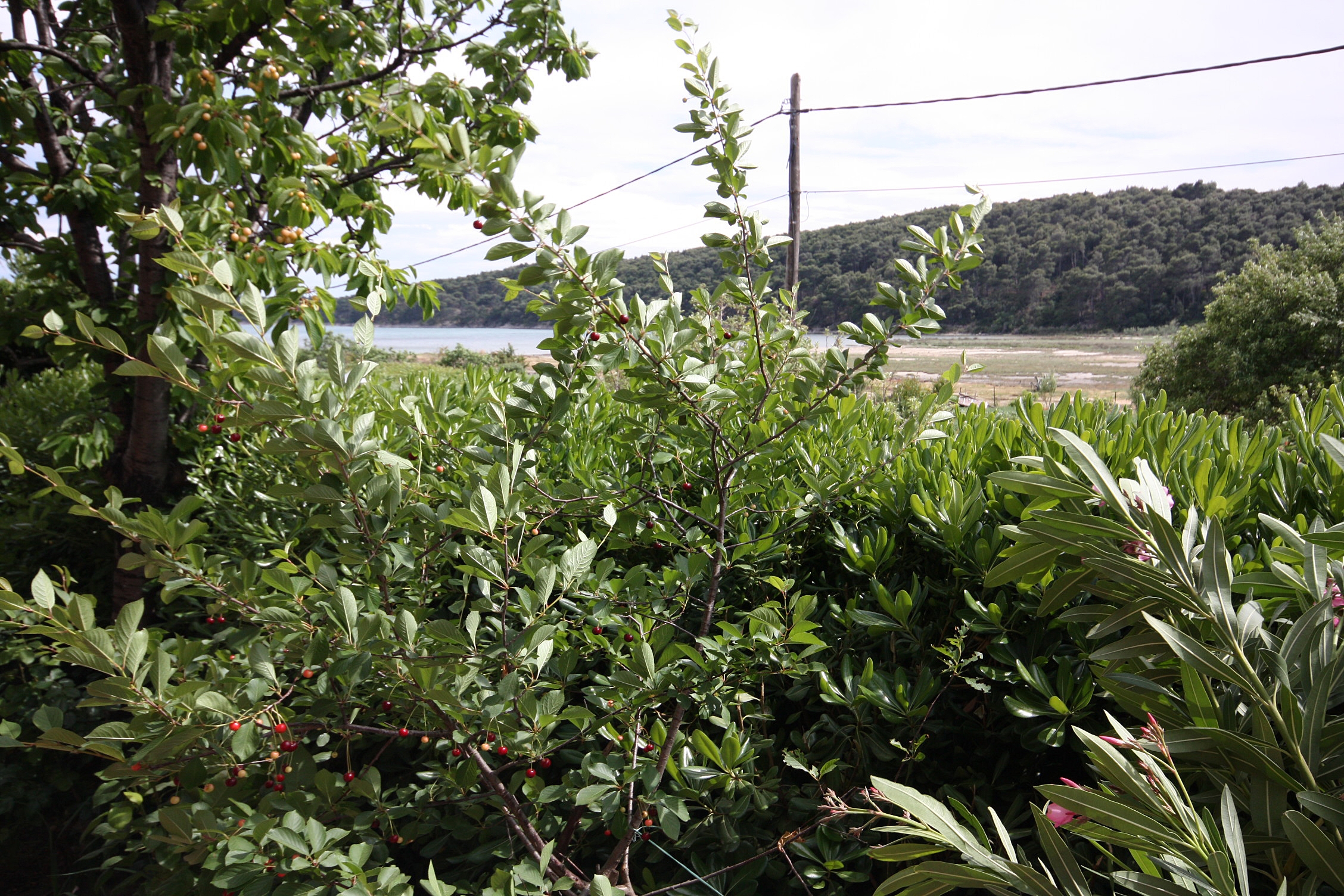 Three bedroom apartment with terrace Kampor, Rab  A-a