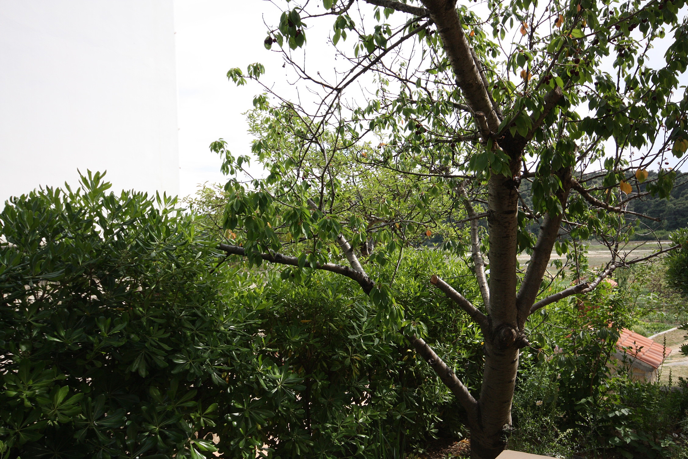 Three bedroom apartment with terrace Kampor, Rab  A-a