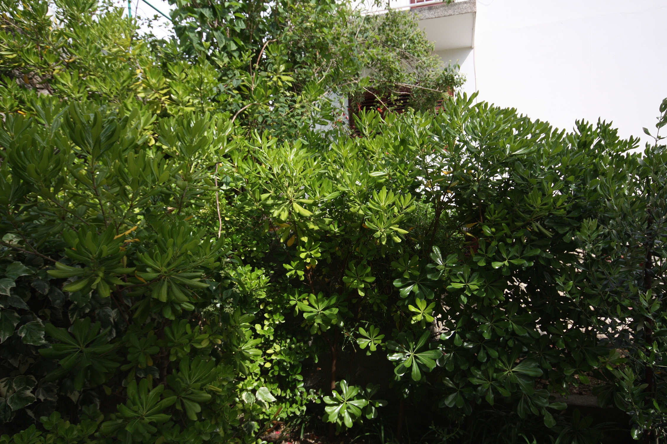 Three bedroom apartment with terrace Kampor, Rab  A-a