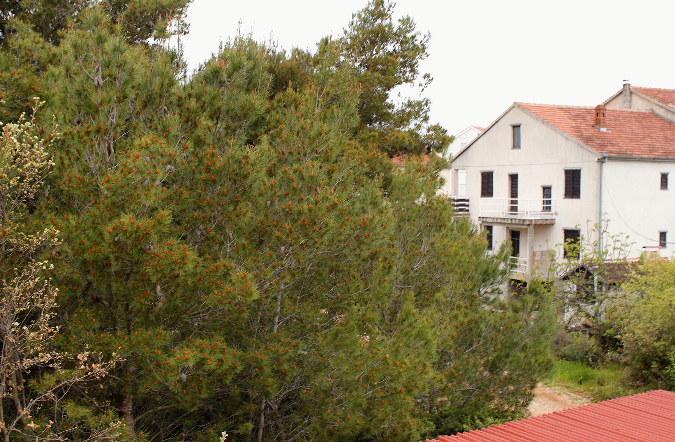 Two bedroom apartment with balcony and sea view Biograd na Moru, Biograd  A-b
