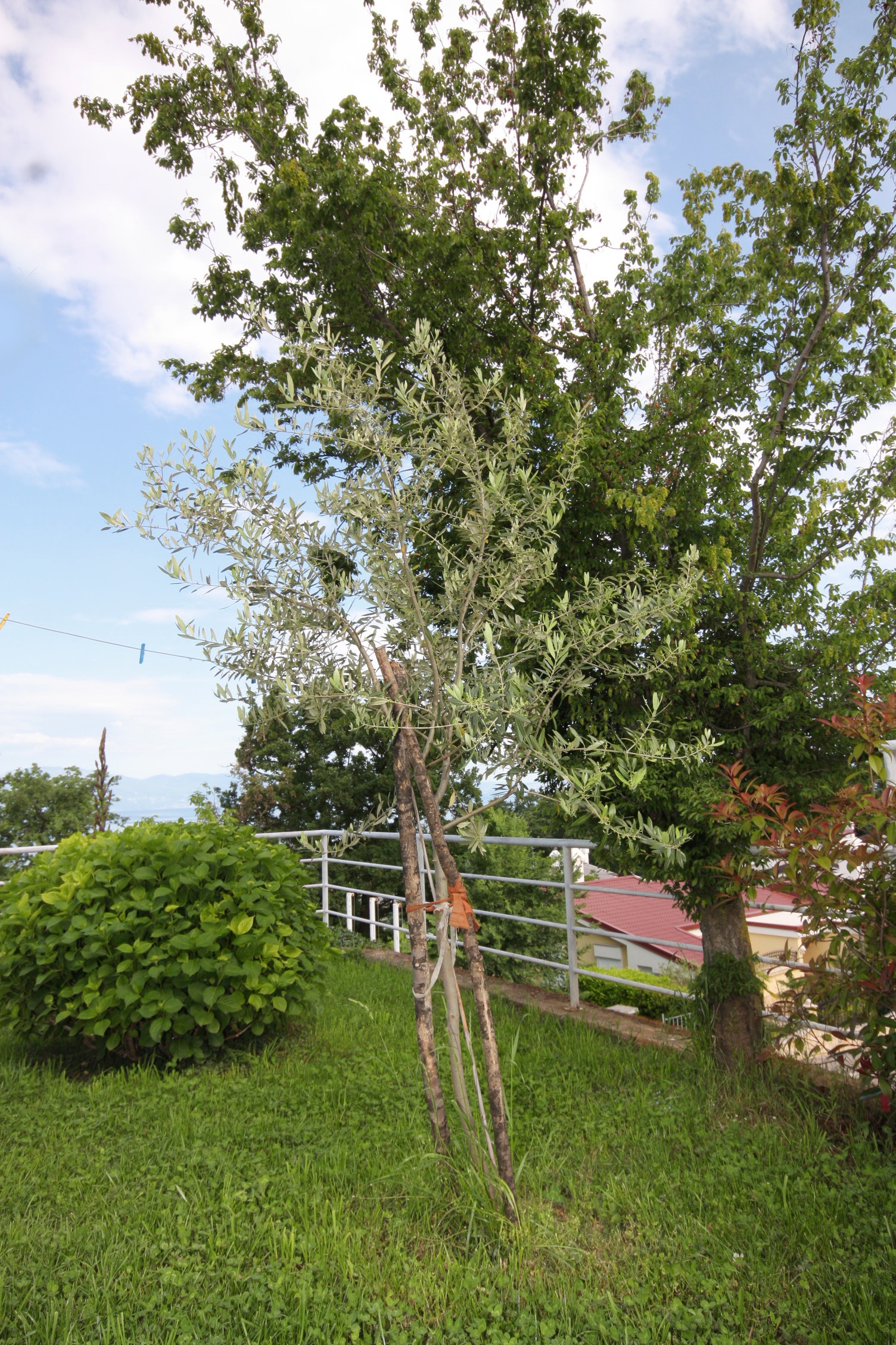 Top Krk Njivice Top Krk Njivice