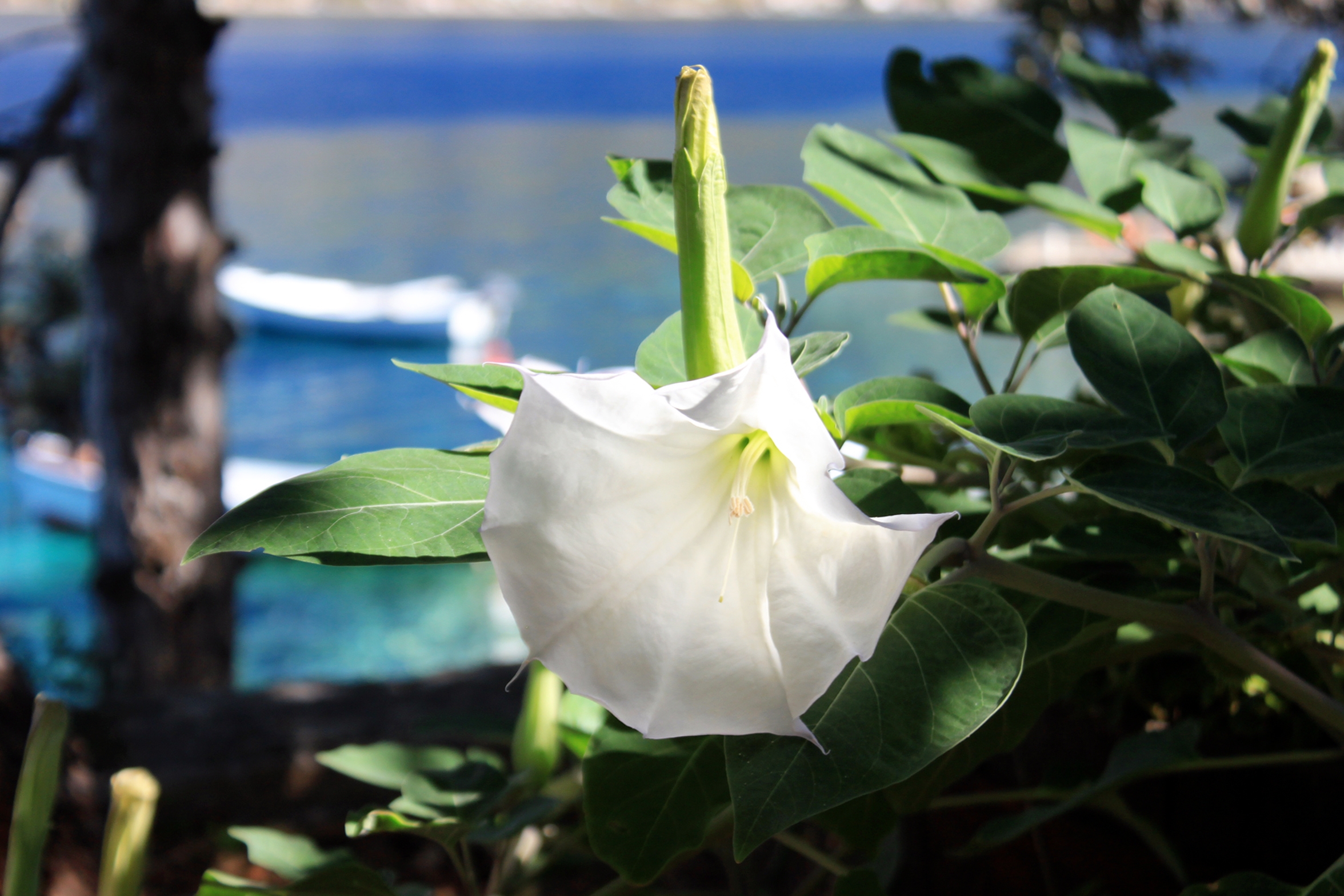 One bedroom apartment near beach Tri Žala (Korčula) (A-556-b)