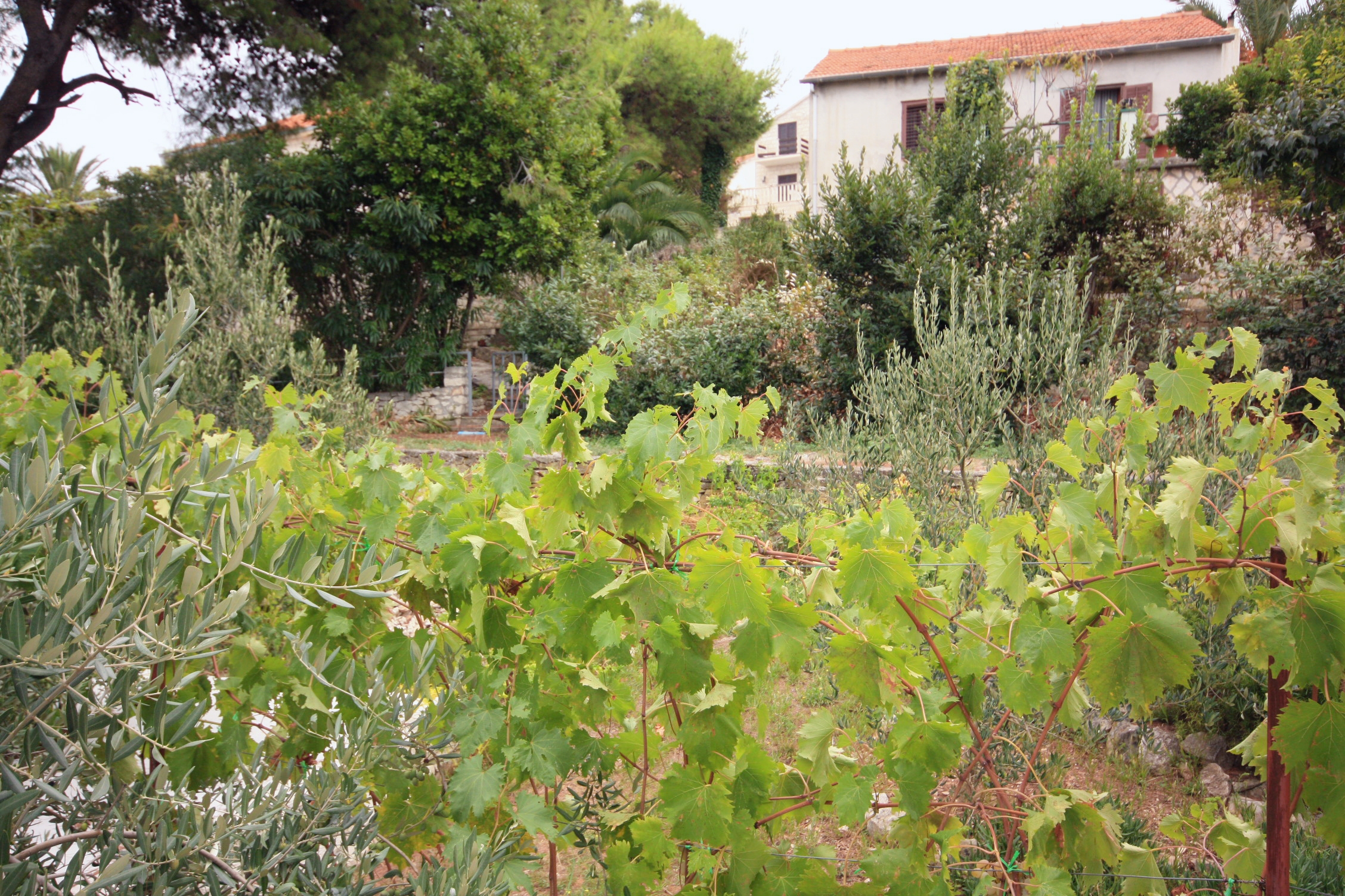 Three bedroom house with terrace and sea view Splitska, Brač  K