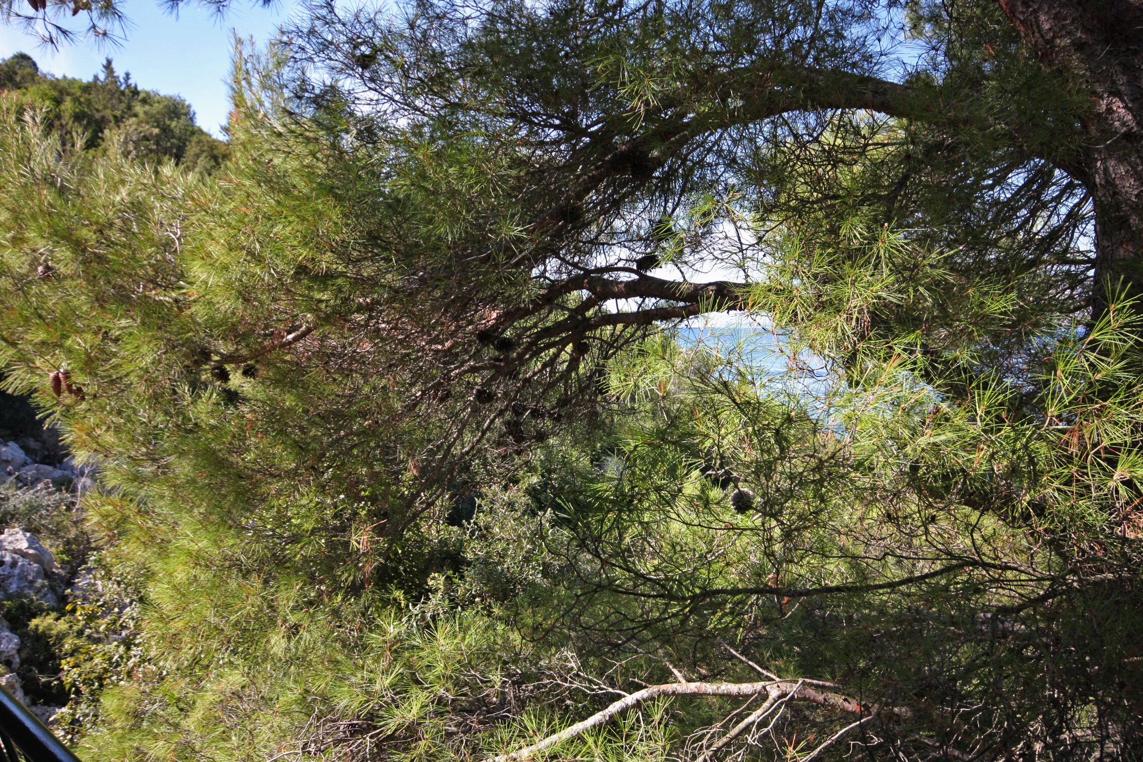 One bedroom apartment near beach Cove Tatinja, Hvar  A-a