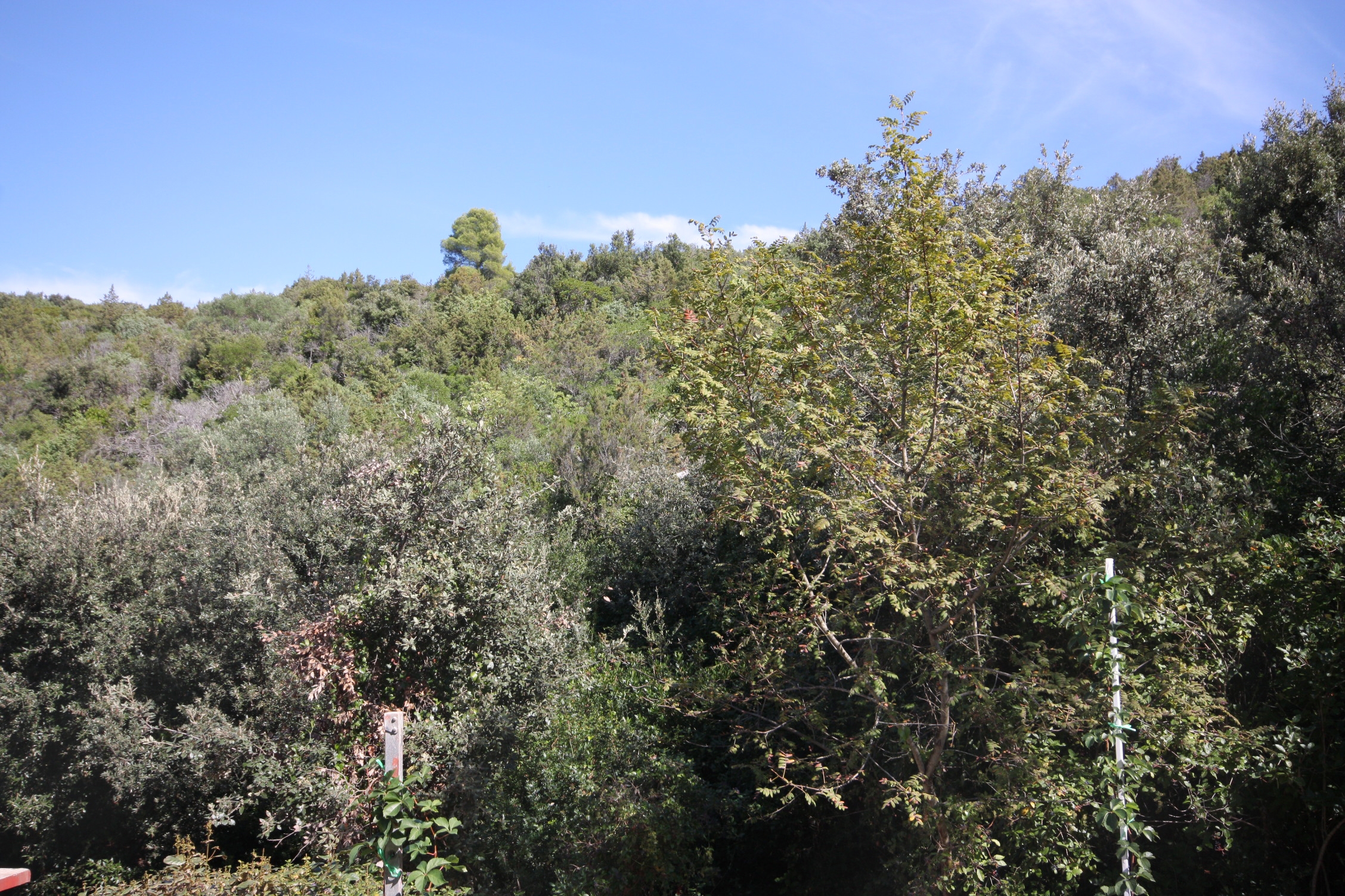 Top Hvar Tatinja Top Hvar Tatinja