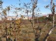 Nin, Terrasse - Ausblick in folgender Unterkunftsart apartment, Haustiere erlaubt und WiFi.