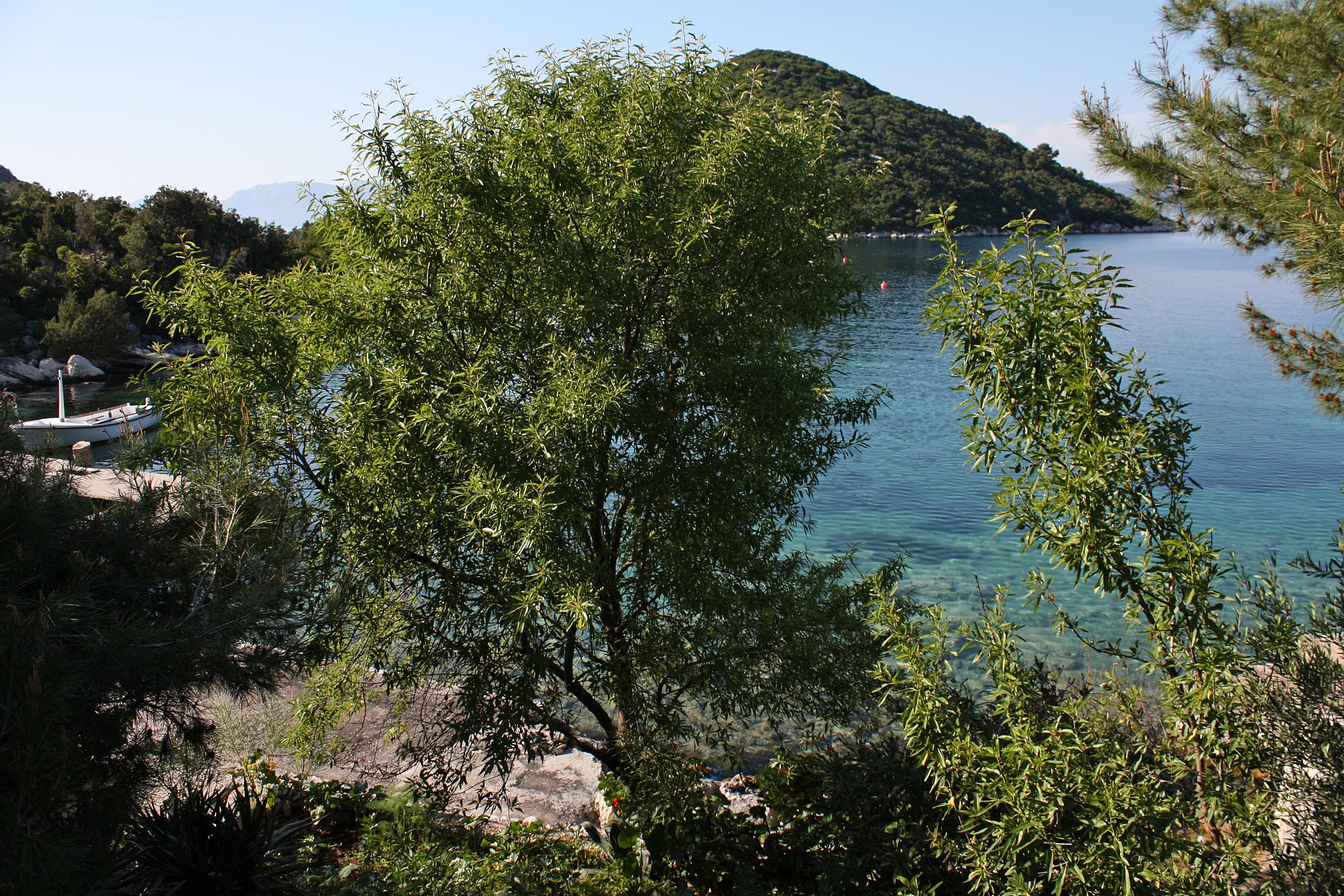 Comfortable and spacious apartment near beach Prožurska Luka, Mljet  A-a