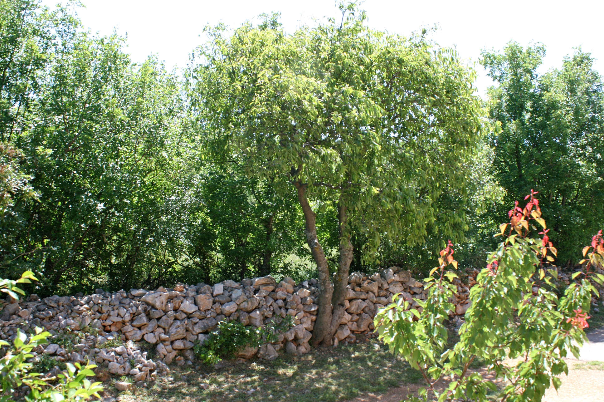 One bedroom apartment with terrace Rovanjska, Paklenica  A-b