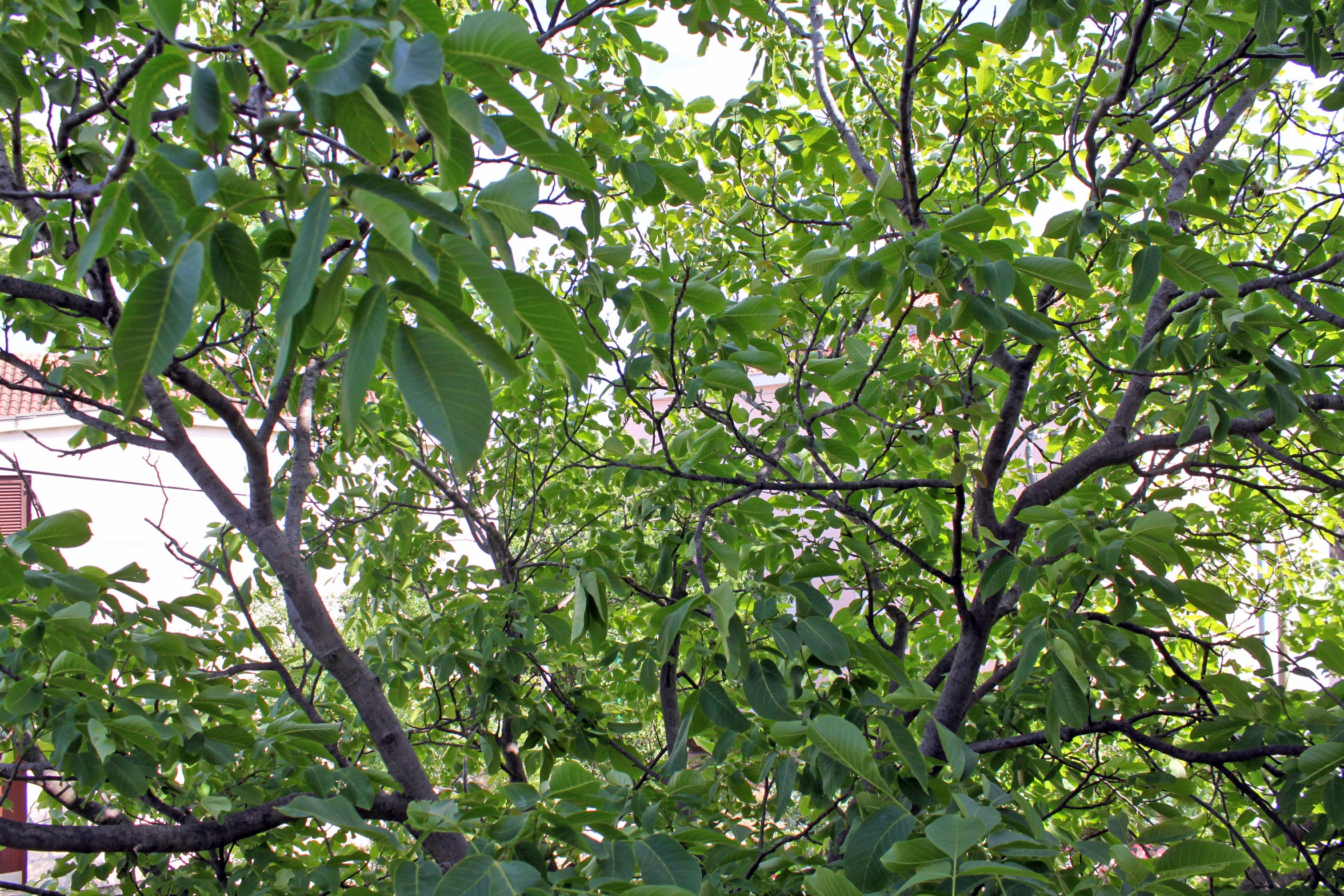 Dvosobni apartma S teraso Pirovac, Šibenik  A-a