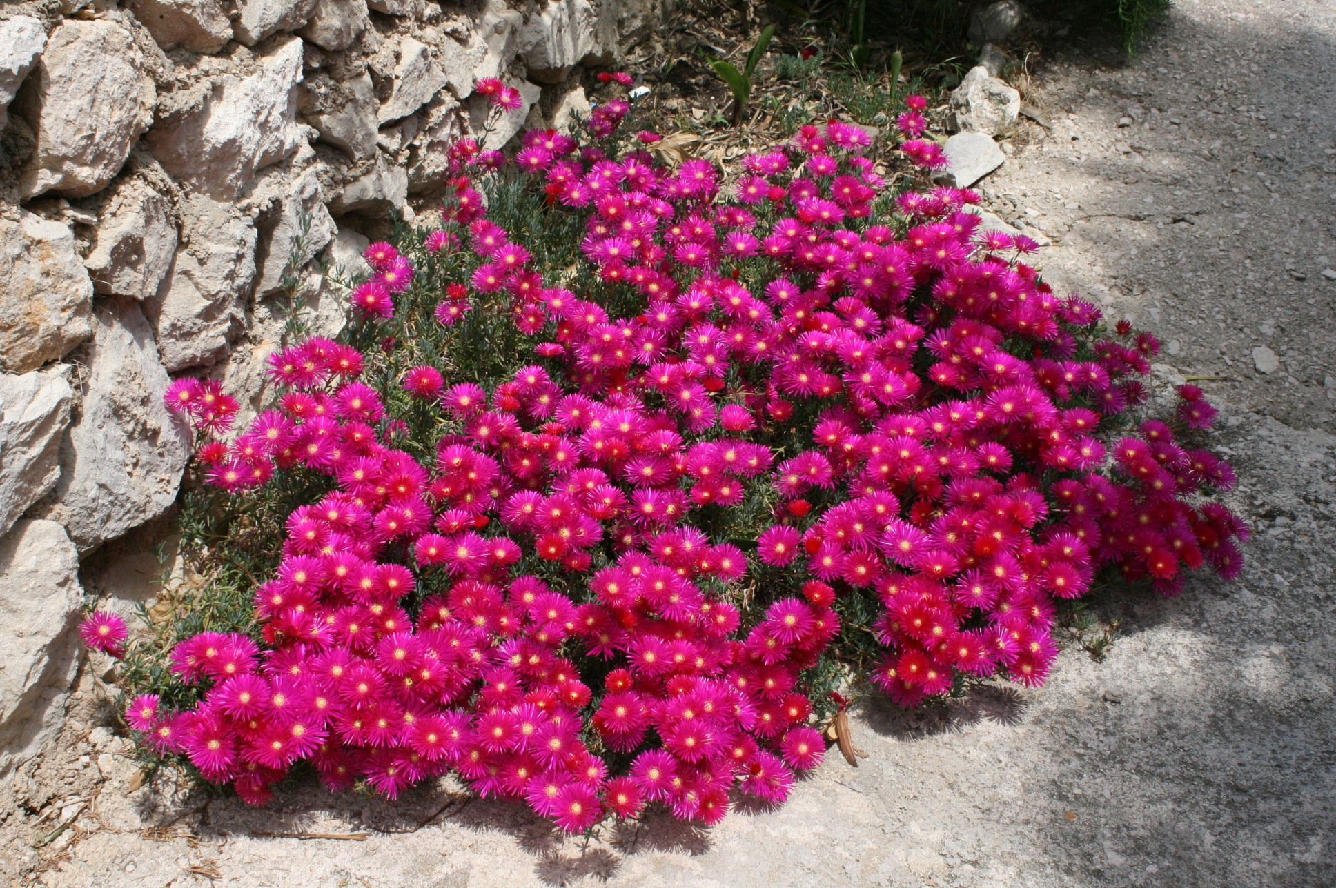 Jednosobni apartman s terasom i pogledom na more Uvala Smokvica, Pag  A-a