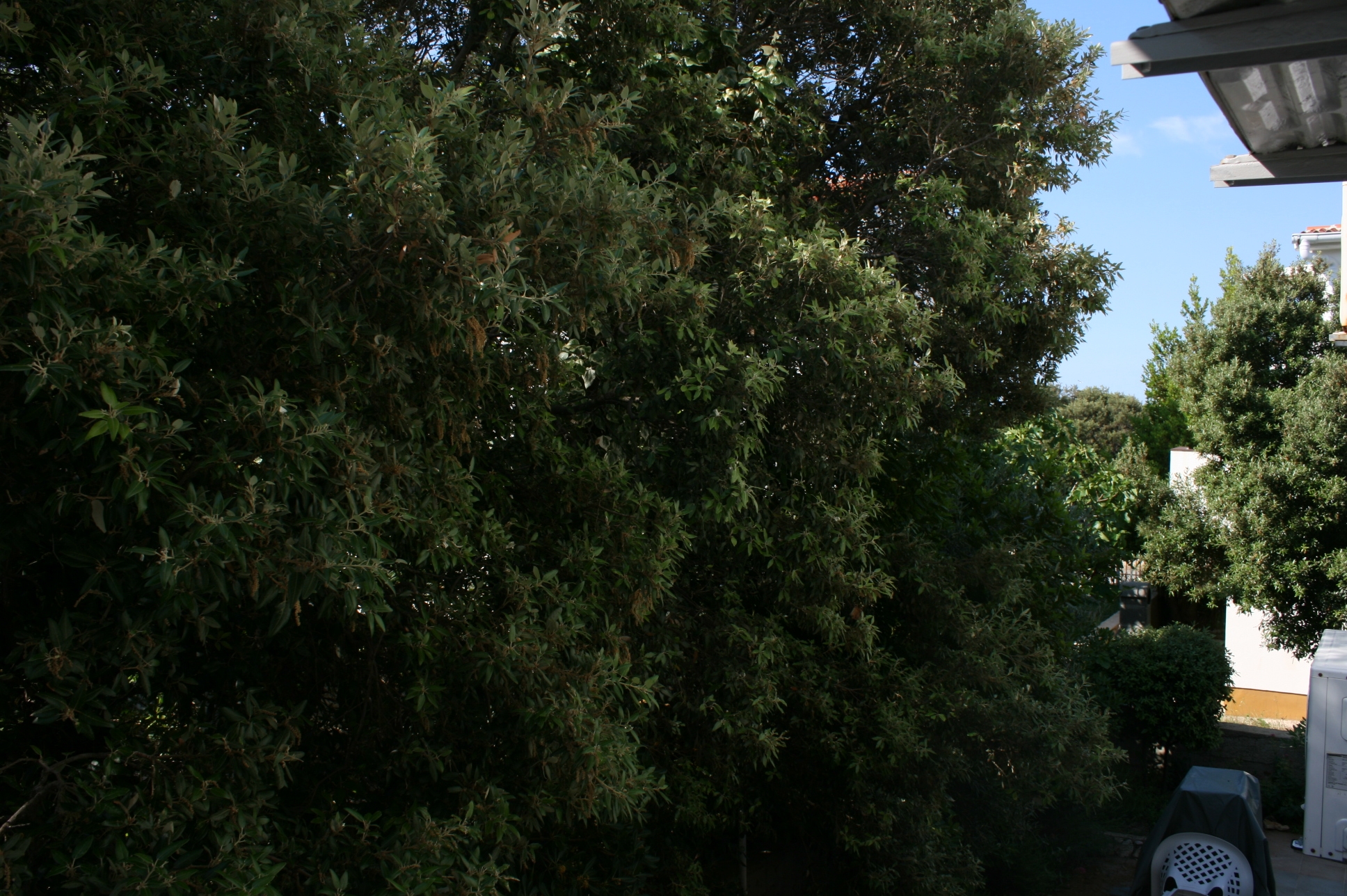 Top Pag Mandre Top Pag Mandre