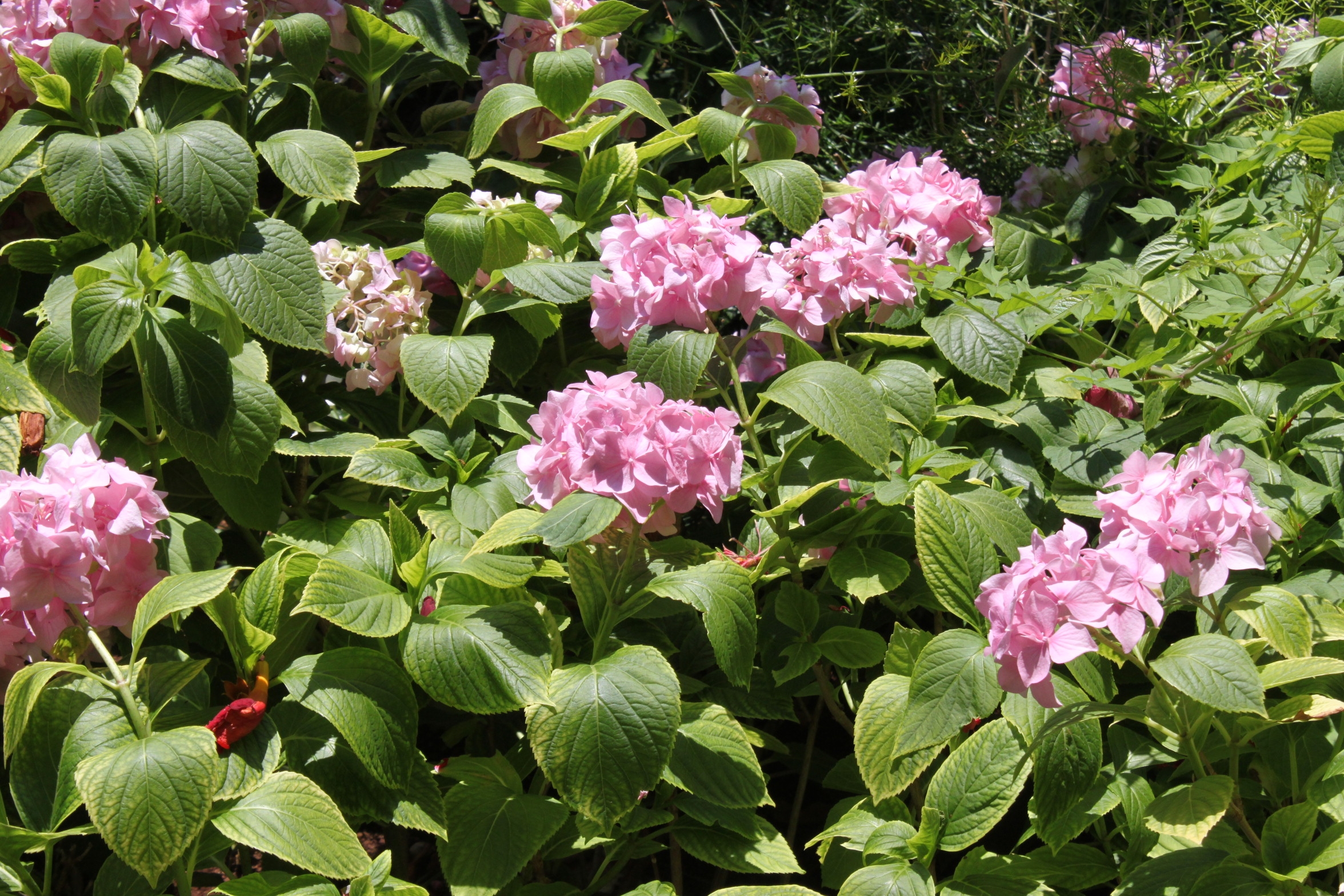 Two bedroom apartment with terrace and sea view Starigrad, Paklenica  A-a