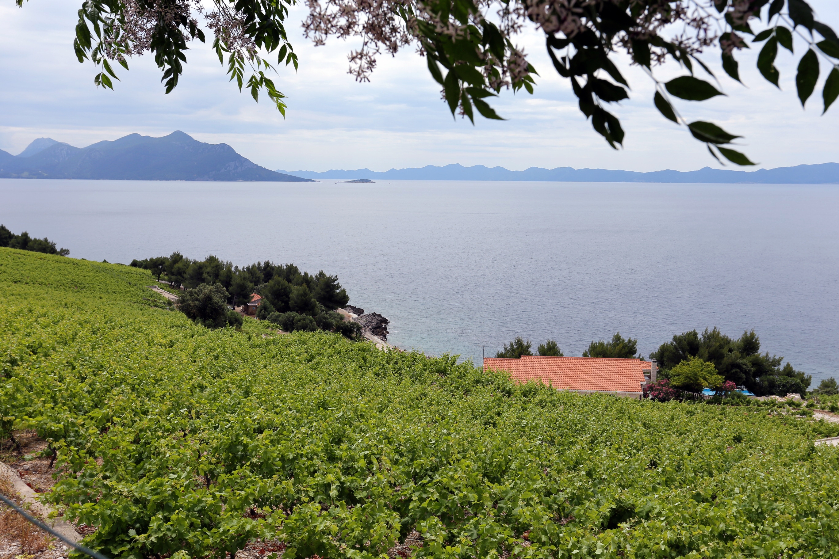 One bedroom house with terrace and sea view Dingač - Pristranj, Pelješac  K