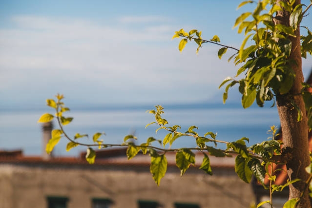 Two bedroom apartment with terrace and sea view Podgora, Makarska  A-a