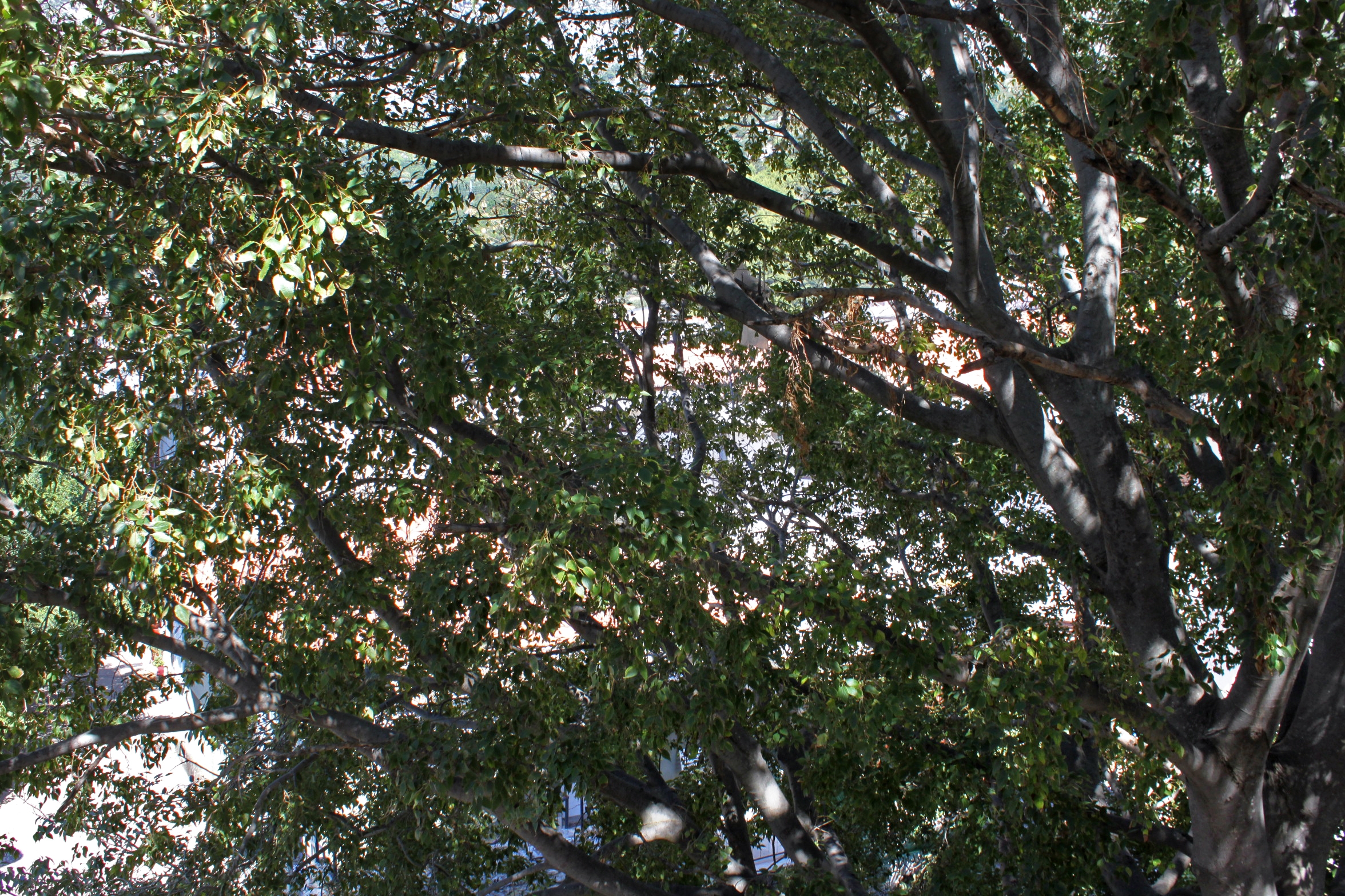 Top Makarska Drvenik Donja vala Top Makarska Drvenik Donja vala