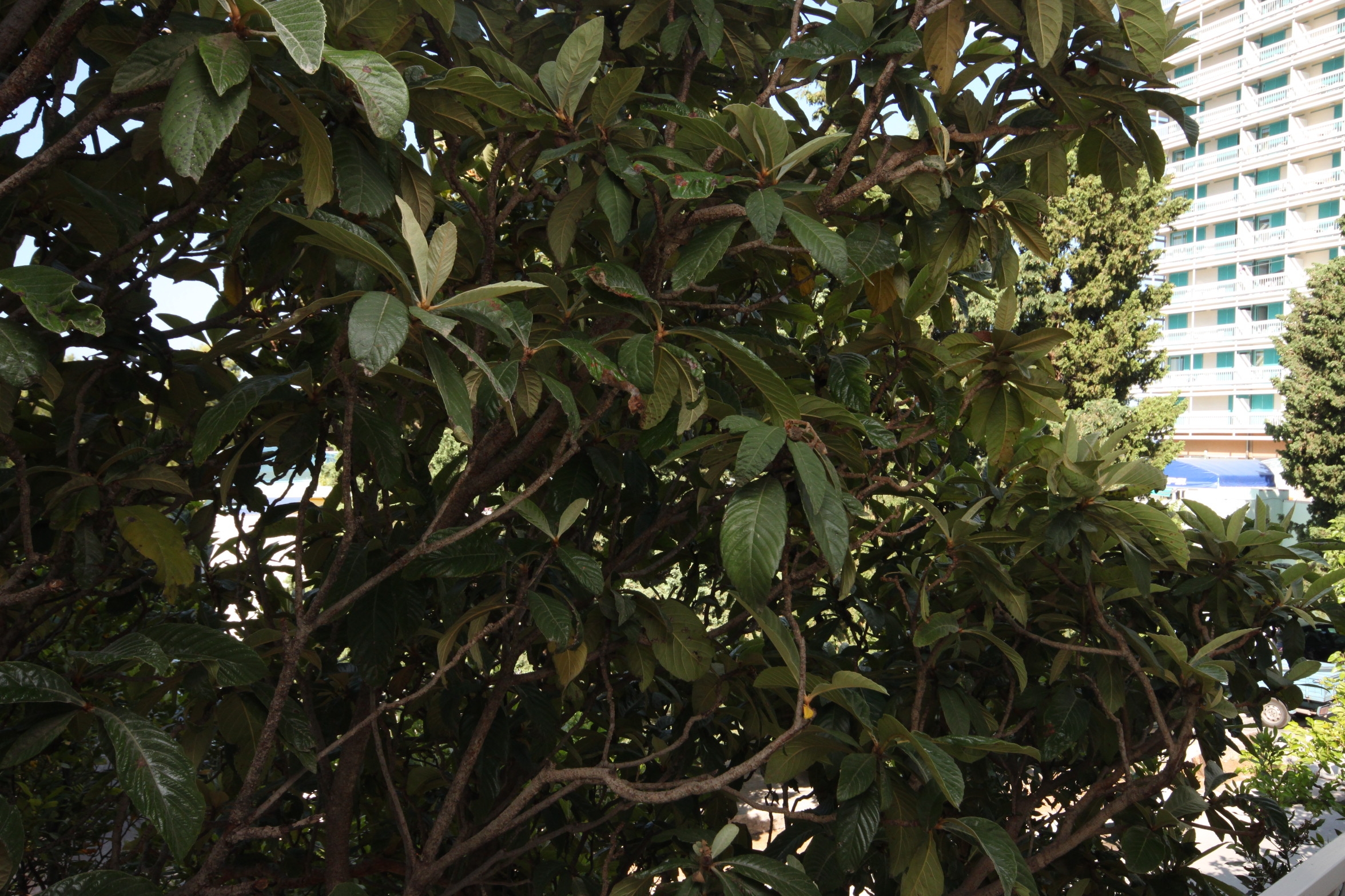 Top Makarska Top Makarska