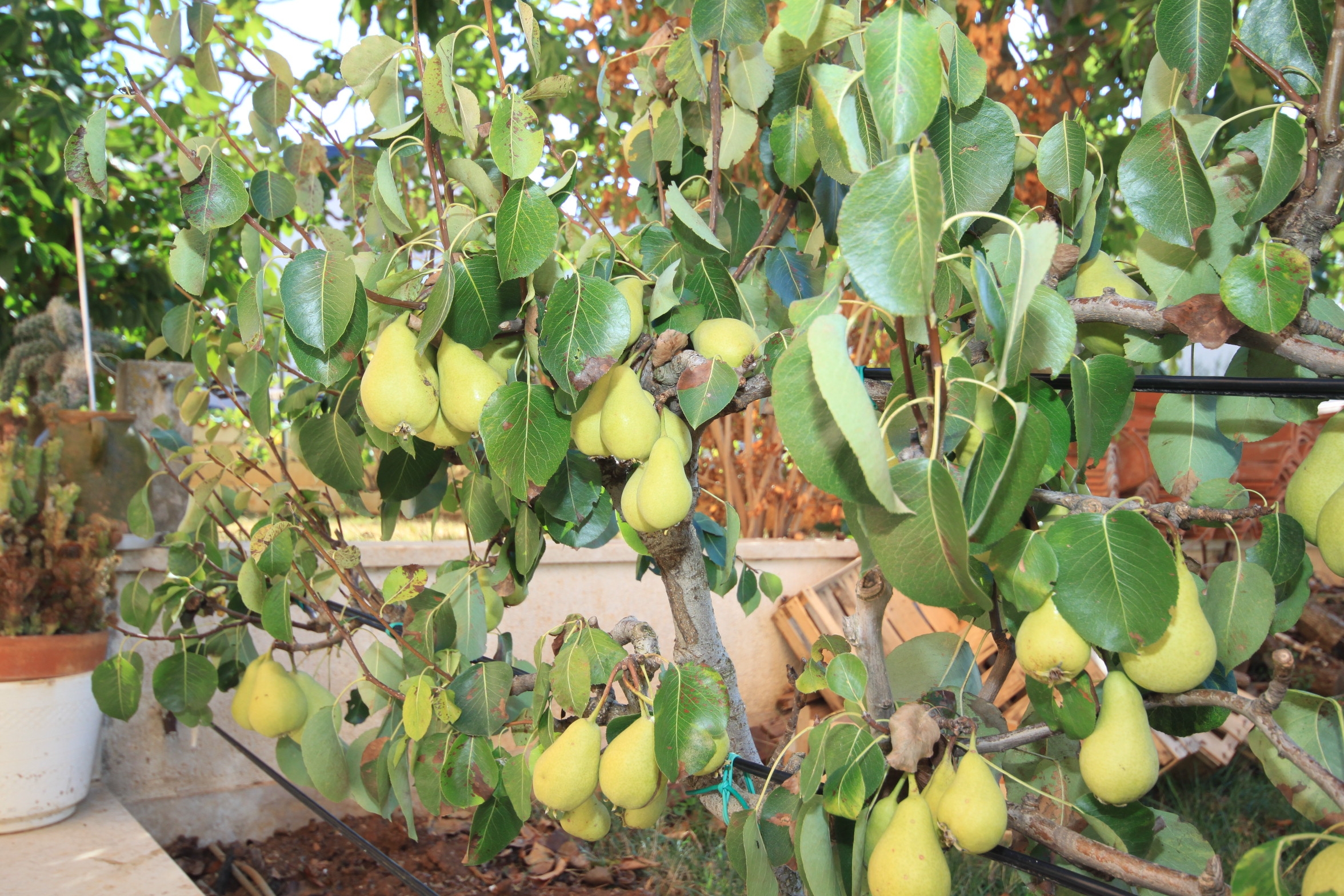 Two bedroom apartment with terrace Štinjan, Pula (A-7368-a) Two bedroom apartment with terrace Štinjan, Pula (A-7368-a)