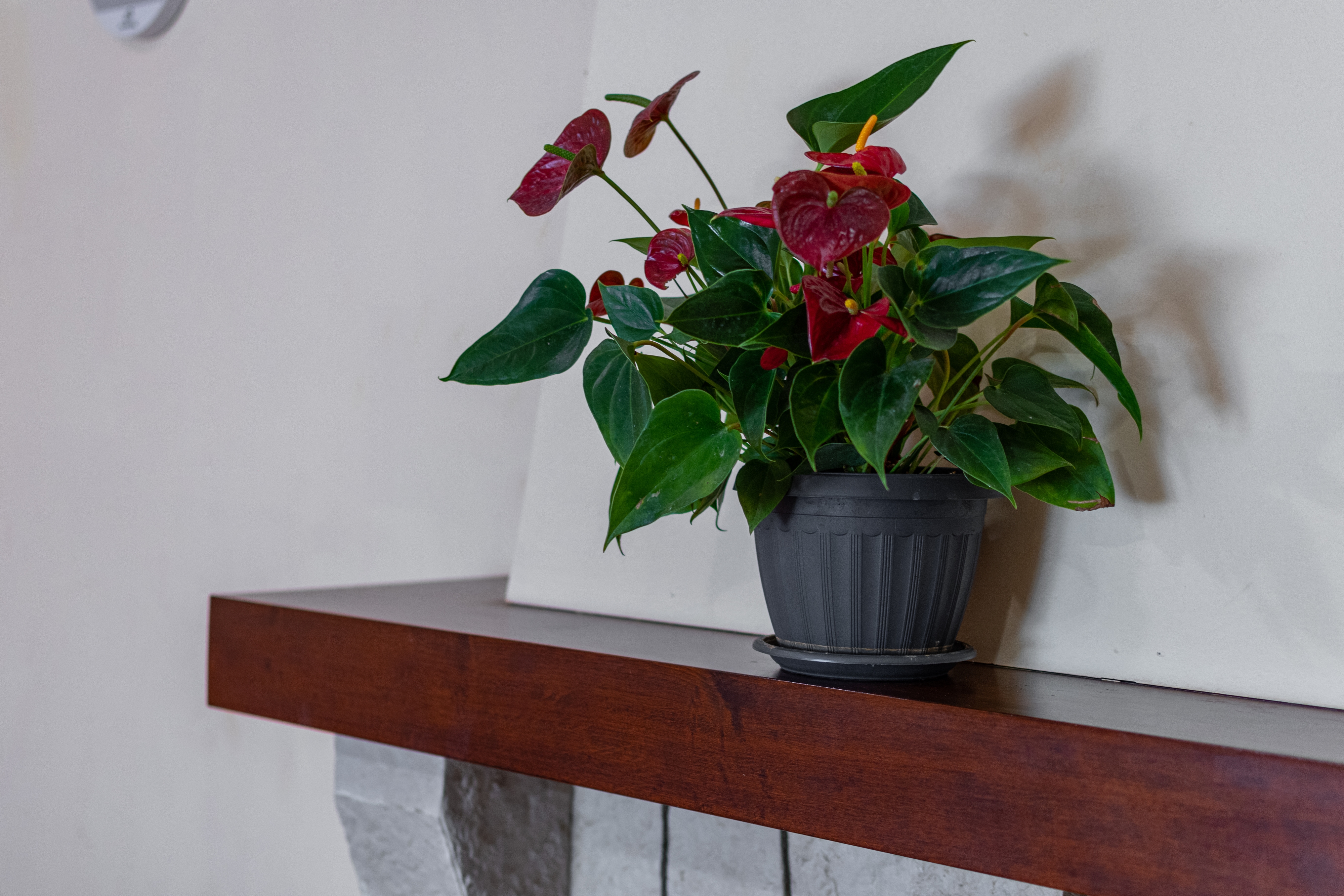 Top Rijeka Top Rijeka