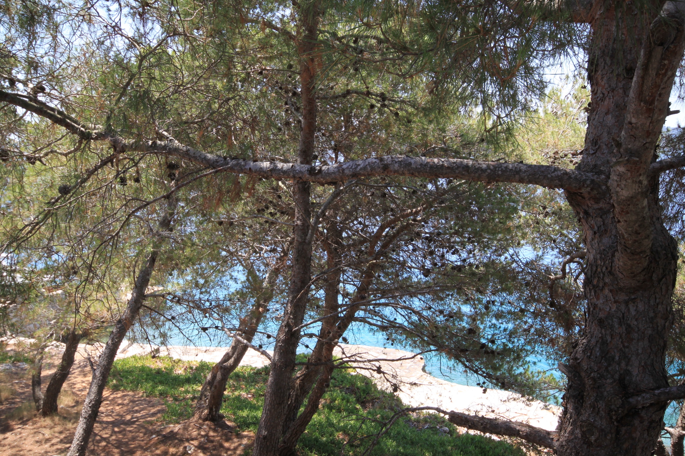 Two bedroom apartment near beach Lavdara, Dugi otok  A-a
