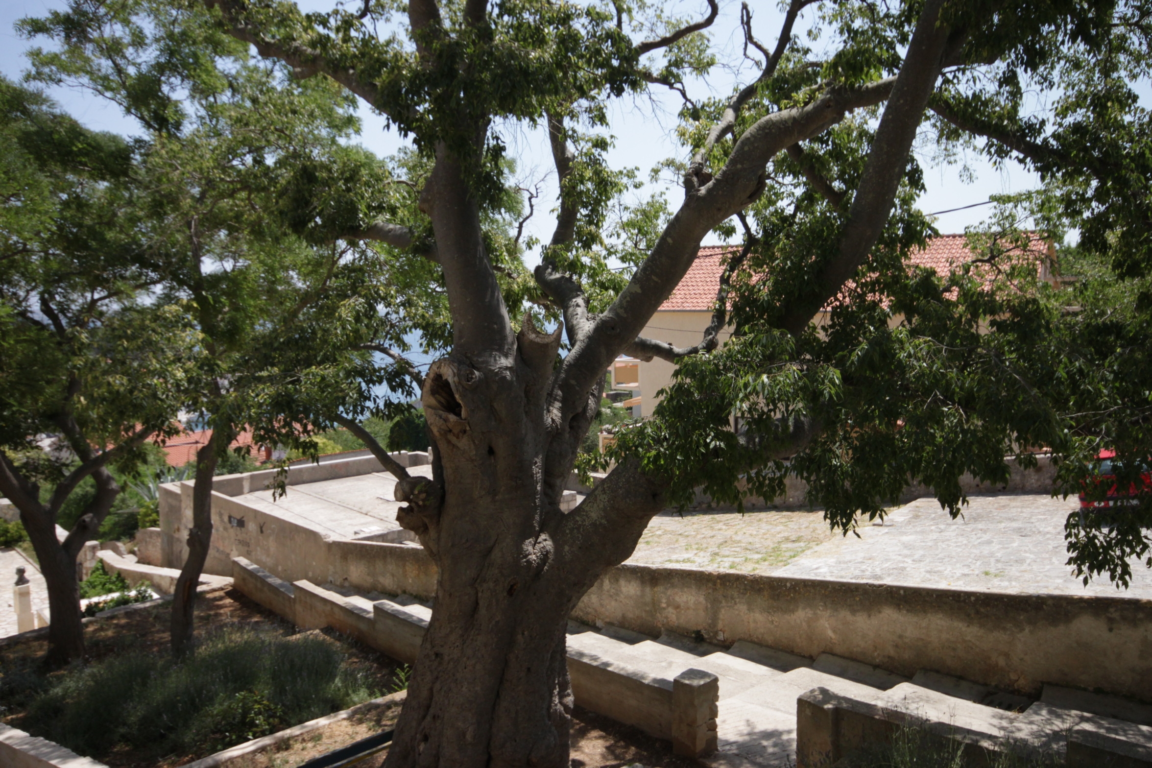 Top Dugi otok Sali Top Dugi otok Sali