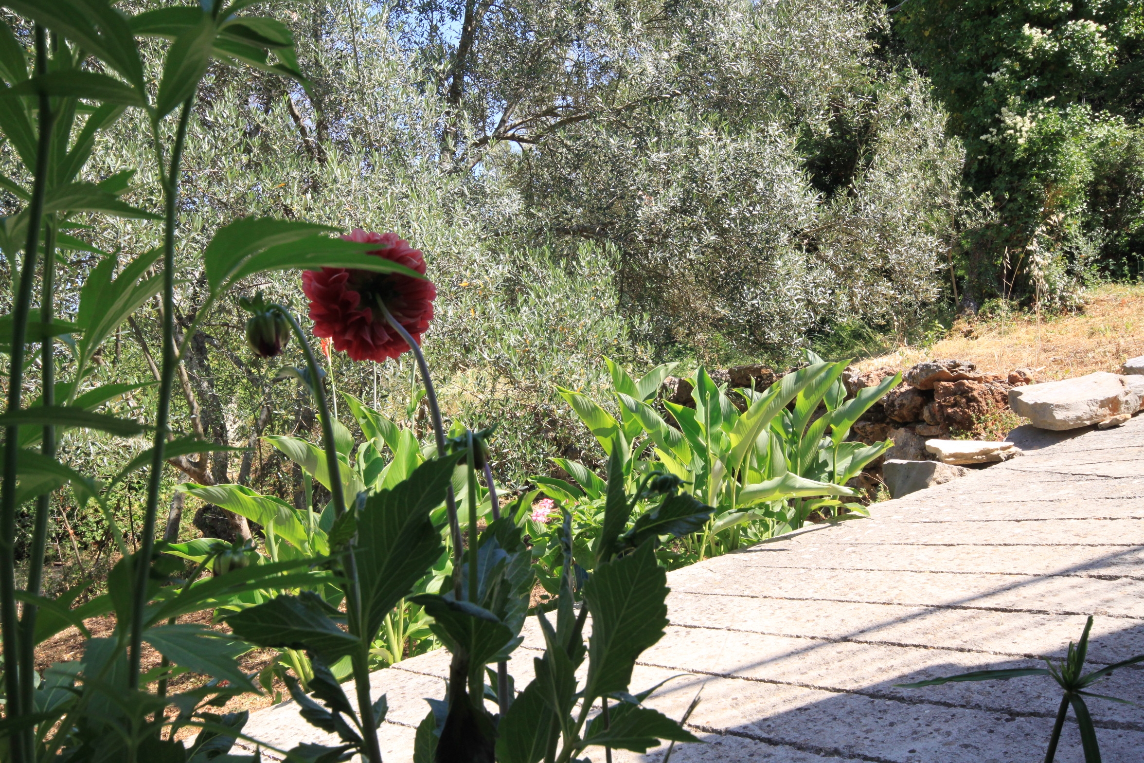 One bedroom apartment near beach Luka, Dugi otok  A-a