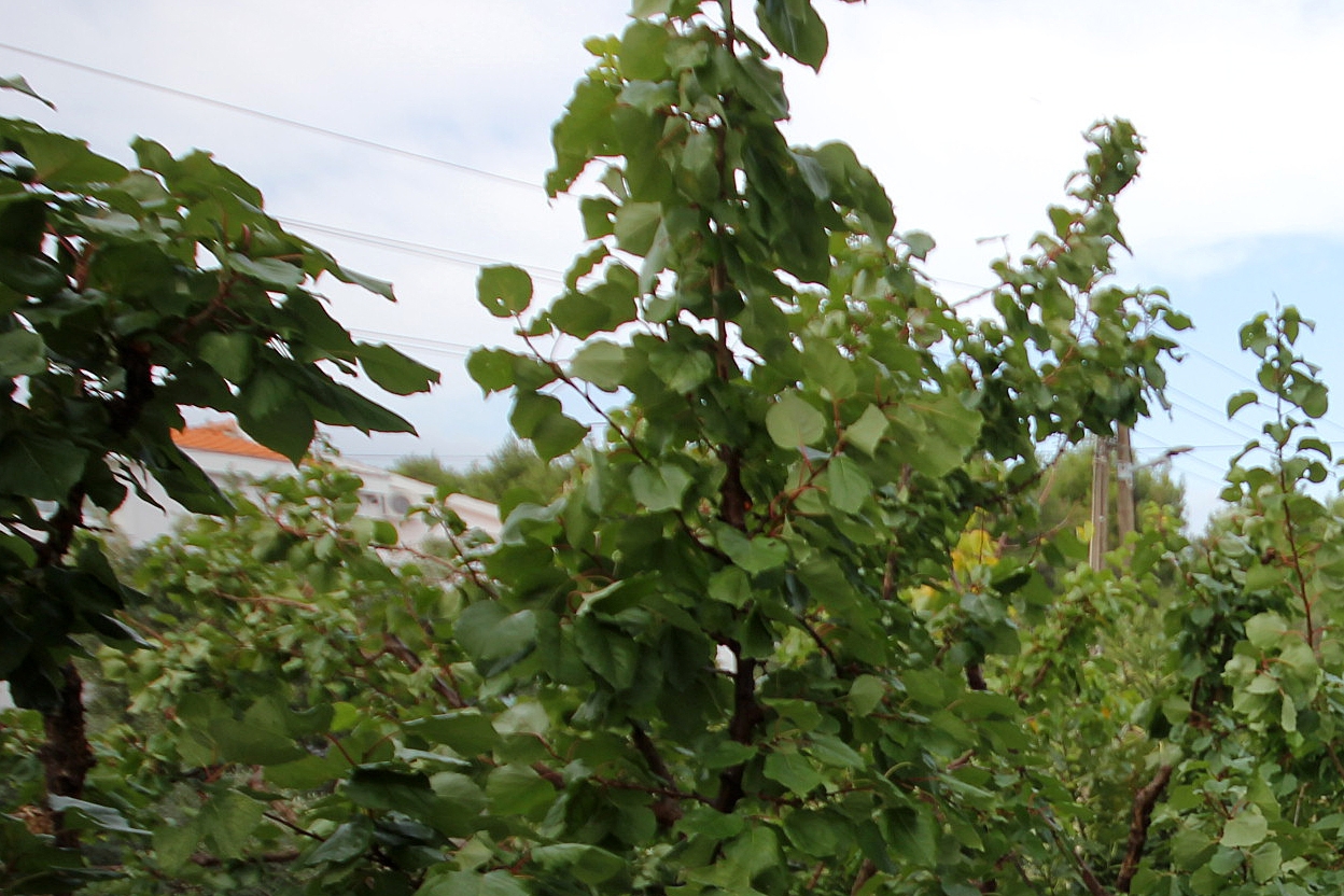 Top Pašman Dobropoljana Top Pašman Dobropoljana