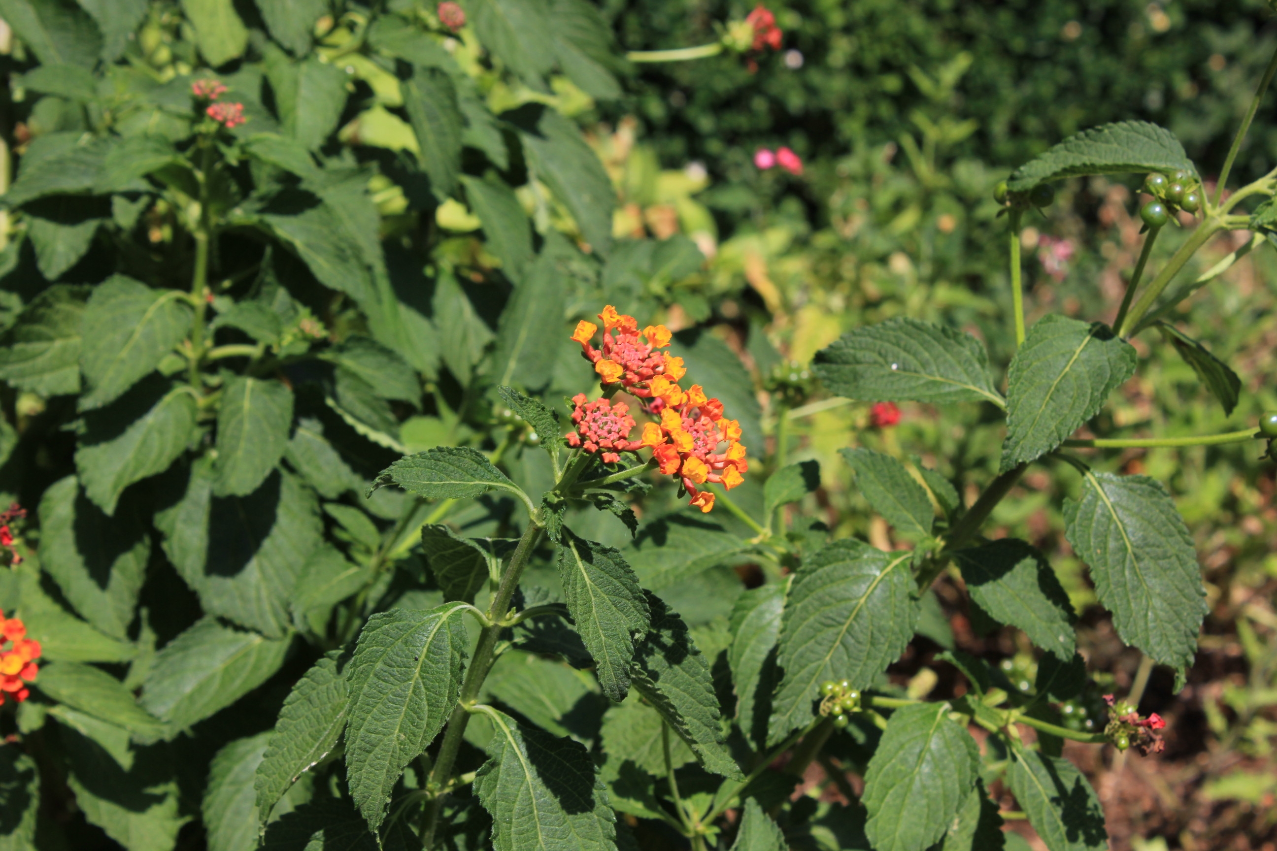 Jednosobni apartman s balkonom Kukljica, Ugljan  A-b