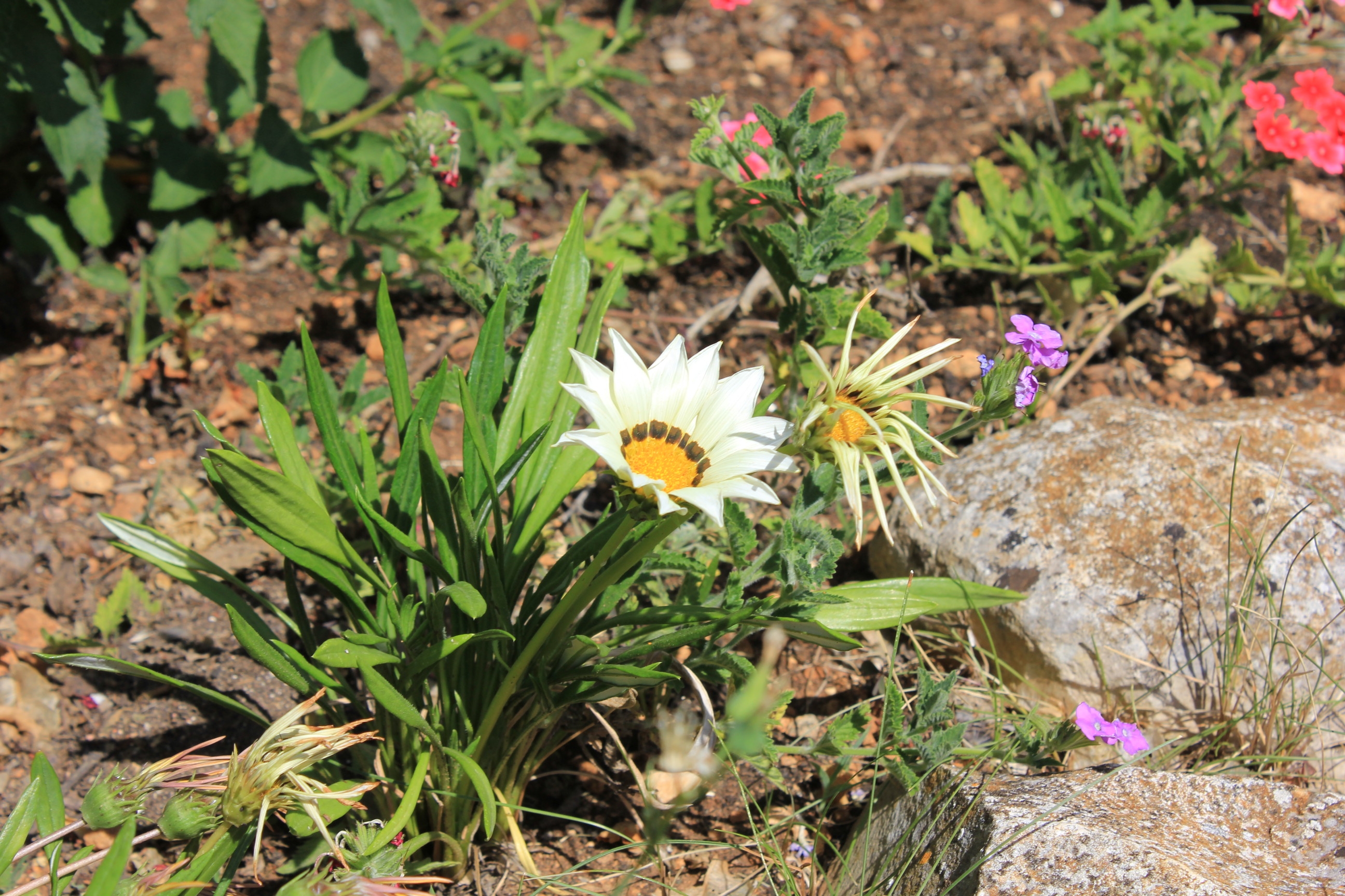 Jednosobni apartman s balkonom Kukljica, Ugljan  A-c