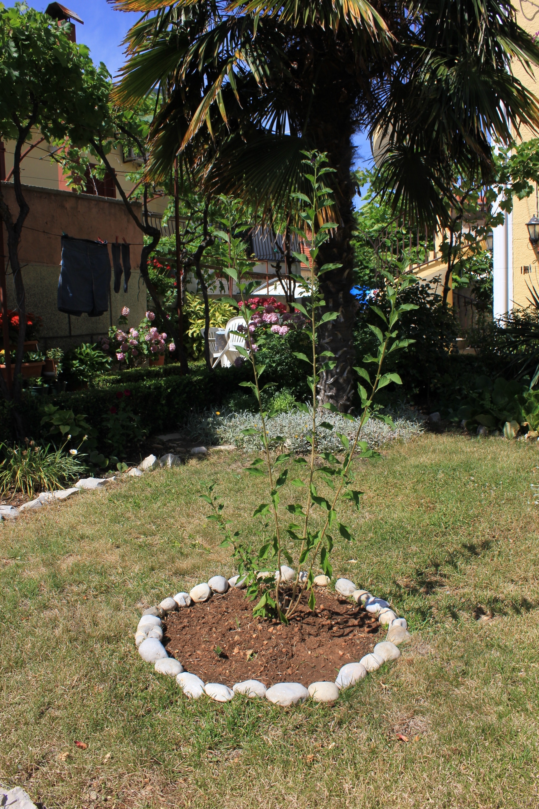 Jednosobni apartman s balkonom Kukljica, Ugljan  A-b