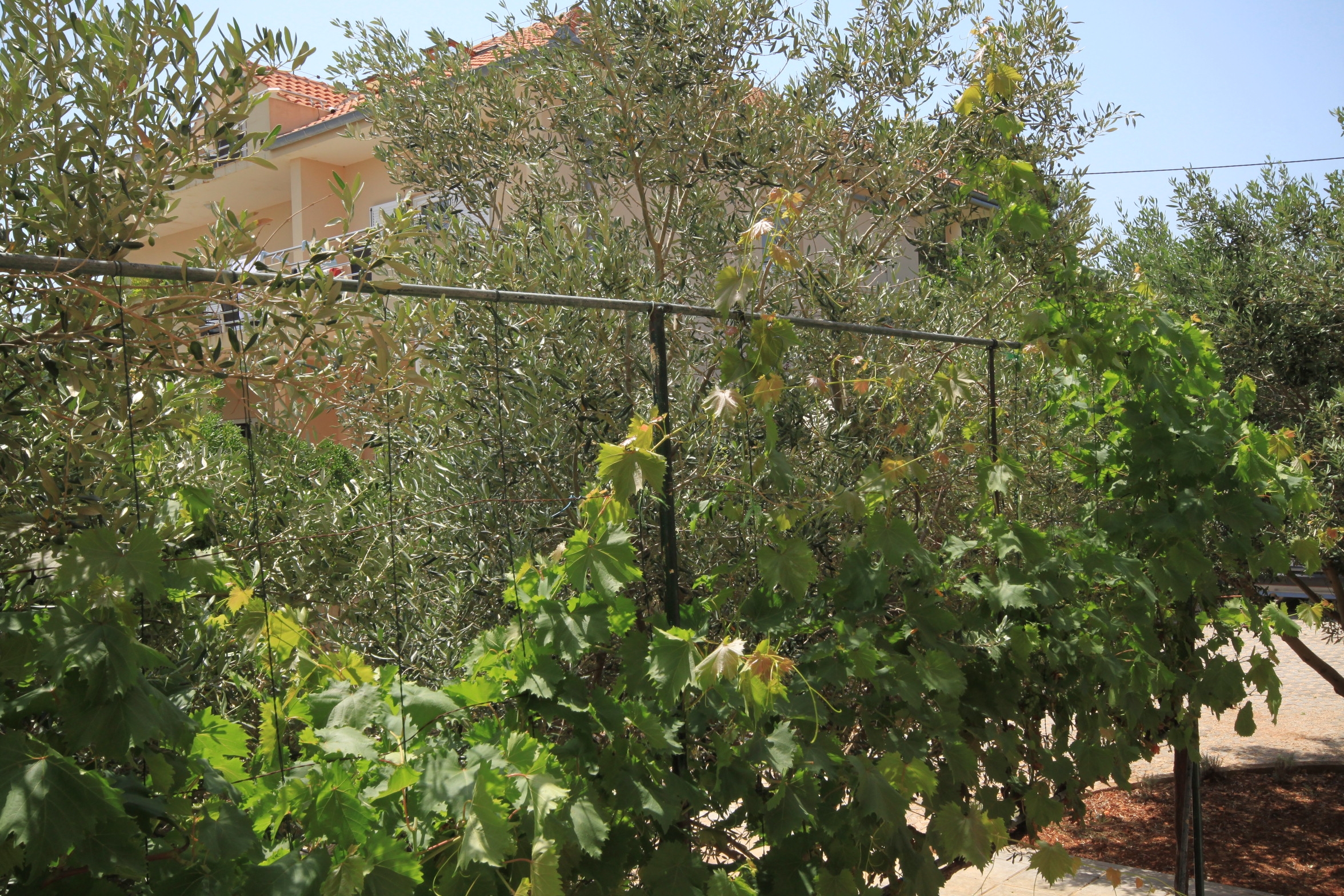 One bedroom apartment near beach Ugljan  A-a