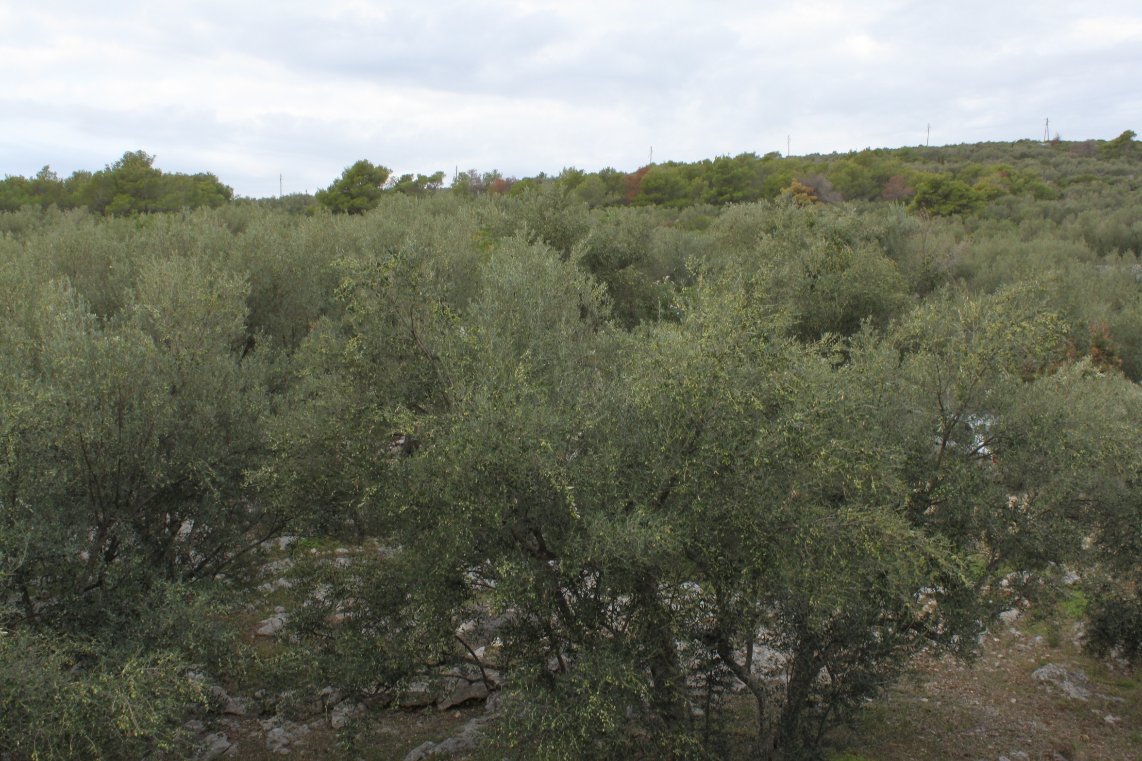 Studio flat near beach Cove Mala Lamjana, Ugljan  AS-a