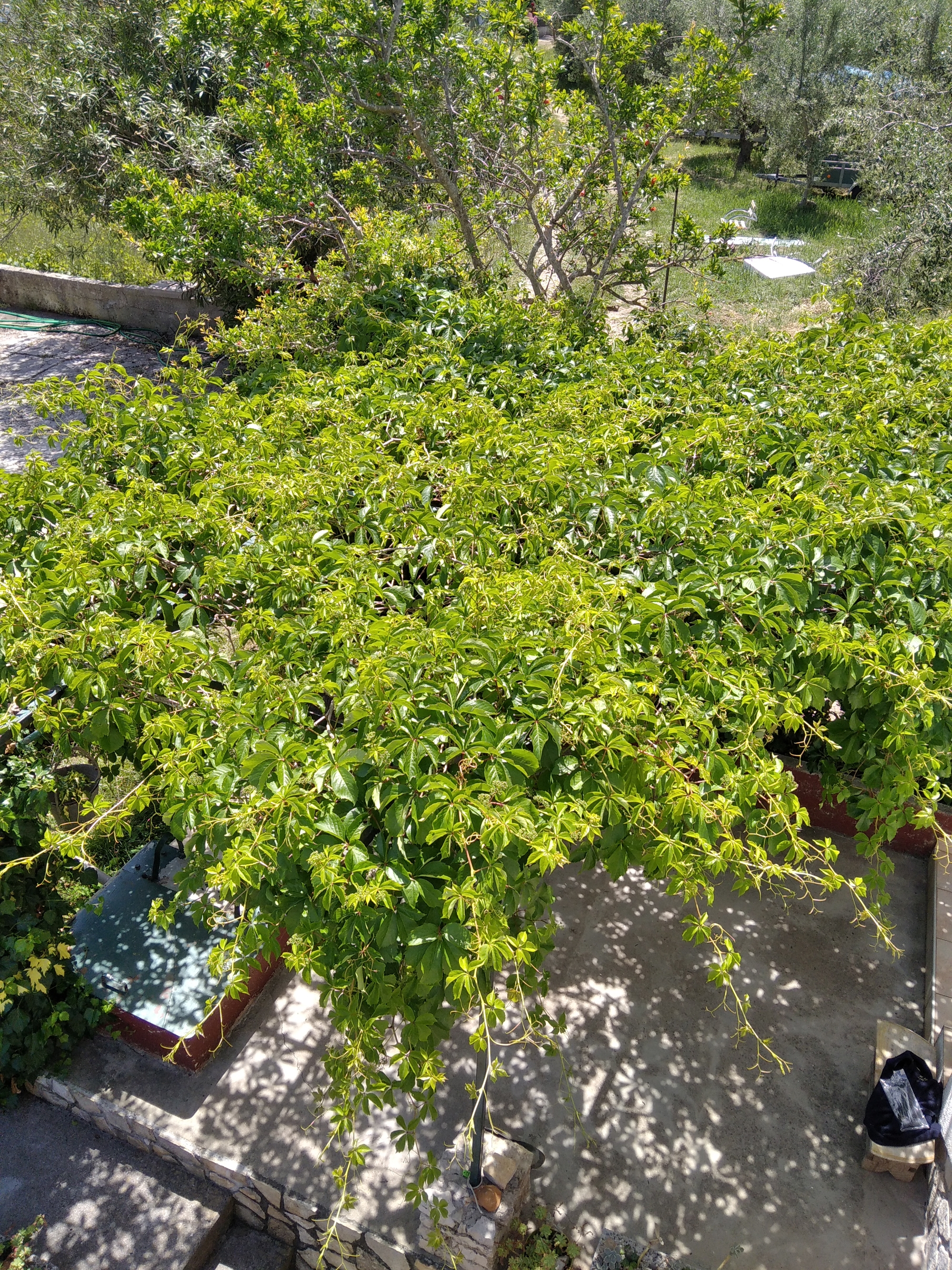 One bedroom apartment with terrace and sea view Ugljan (A-8527-a)