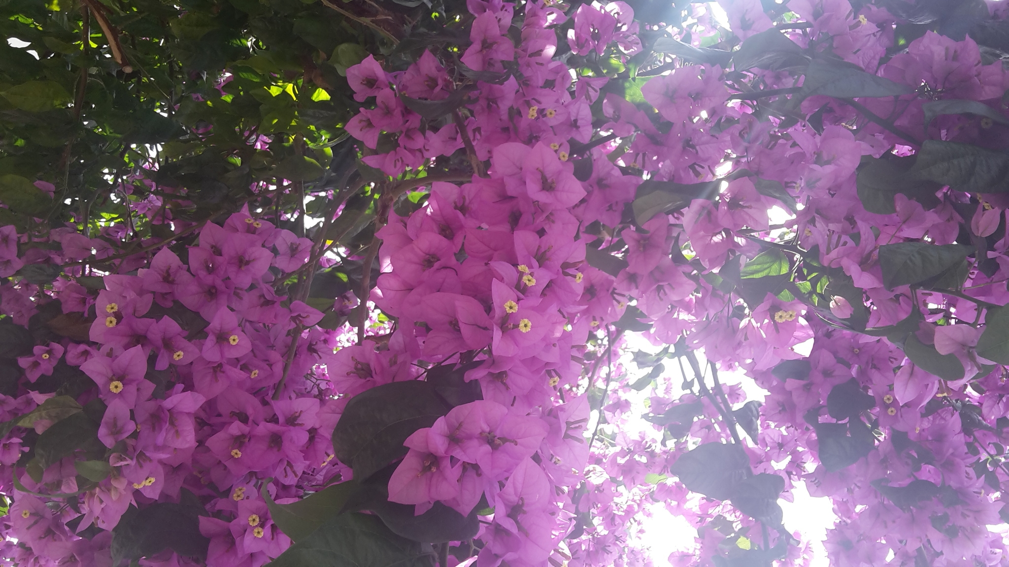 Top Dubrovnik Slano Top Dubrovnik Slano