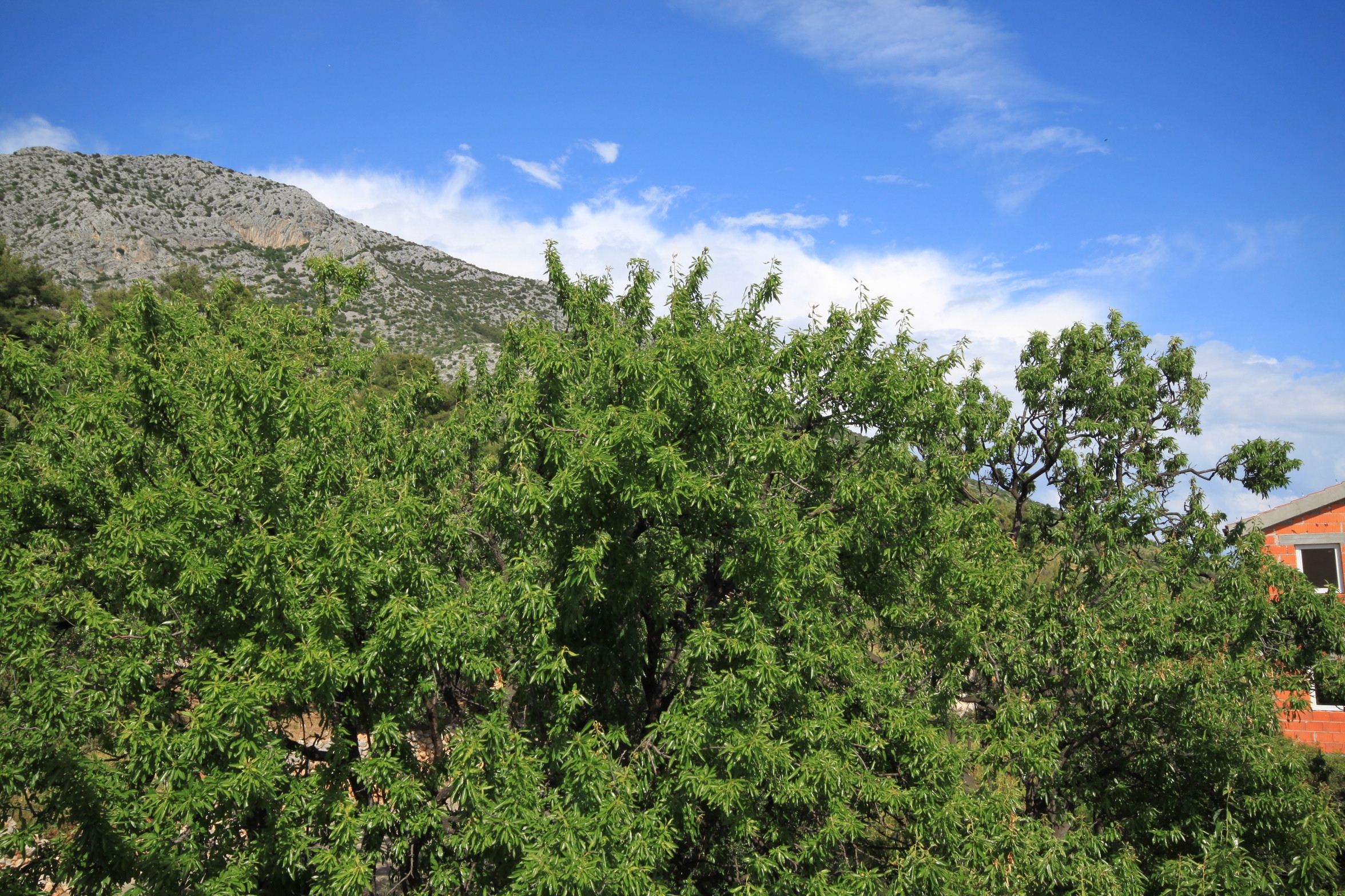 Two bedroom apartment with balcony and sea view Ivan Dolac, Hvar  A-f