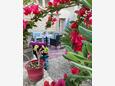 Apartments Milna (Vis) - 8896