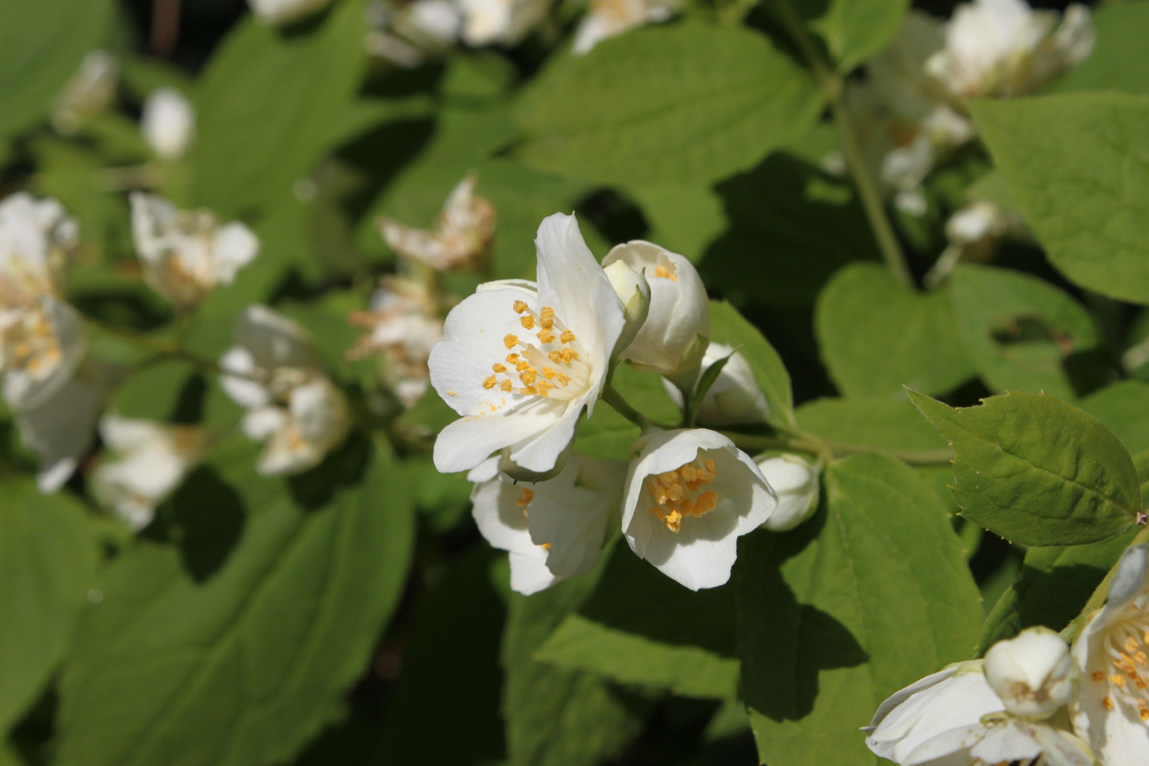 Four-bedroom apartment with terrace Vodice  A-a