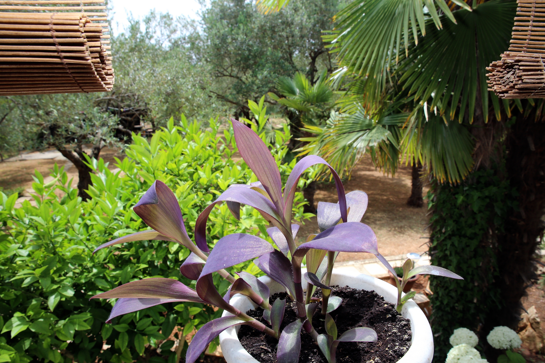 Dvosobni apartman s terasom Vodice  A-a