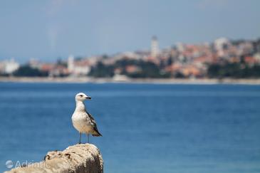 Kvarner