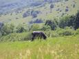 Riviera Velebit