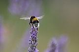 Großaufnahme der Hummel am Gipfel der Blume