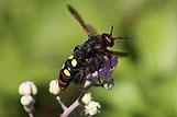 Close-up Shot of a Bee (Megascolia Maculata) on a Flower