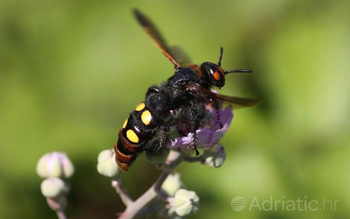 Großaufnahme der Biene ( Megascolia maculata ) auf der Blume
